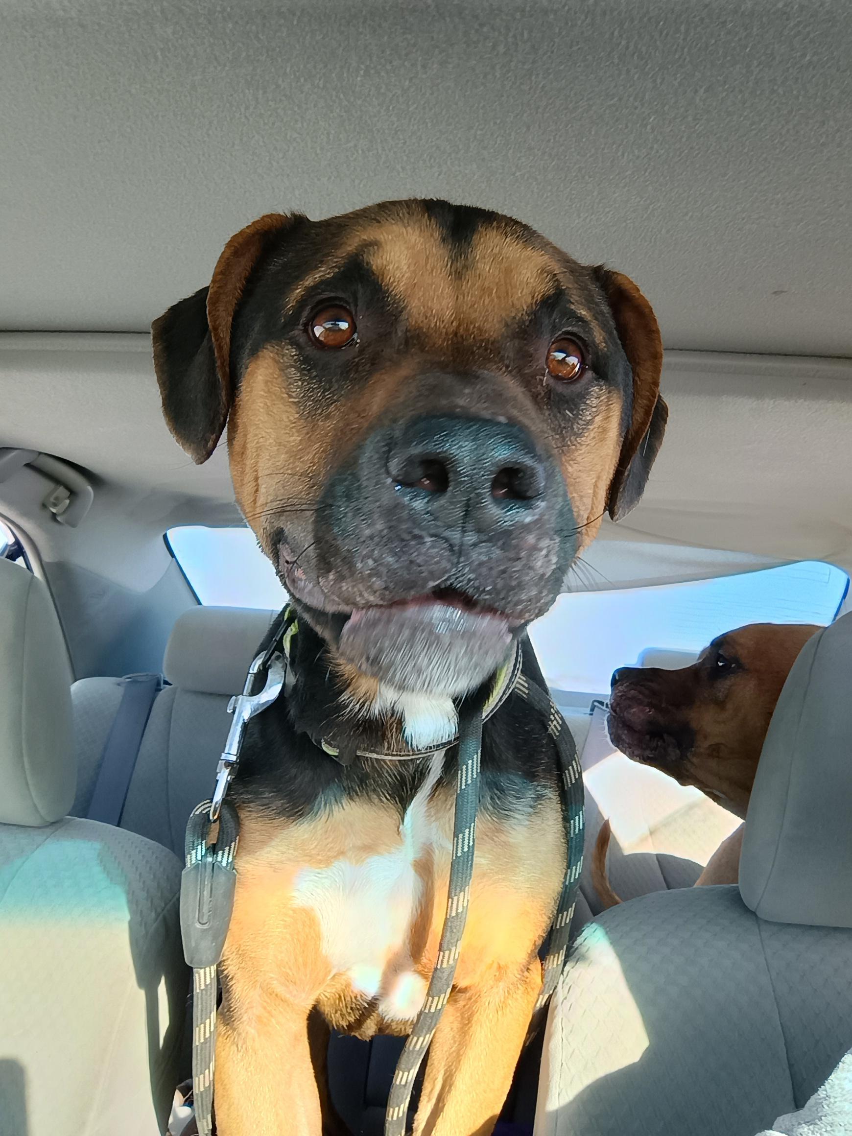 Enlarge Patrick , a ADOPTABLE mixed breed in Liberty, IN image 4/4