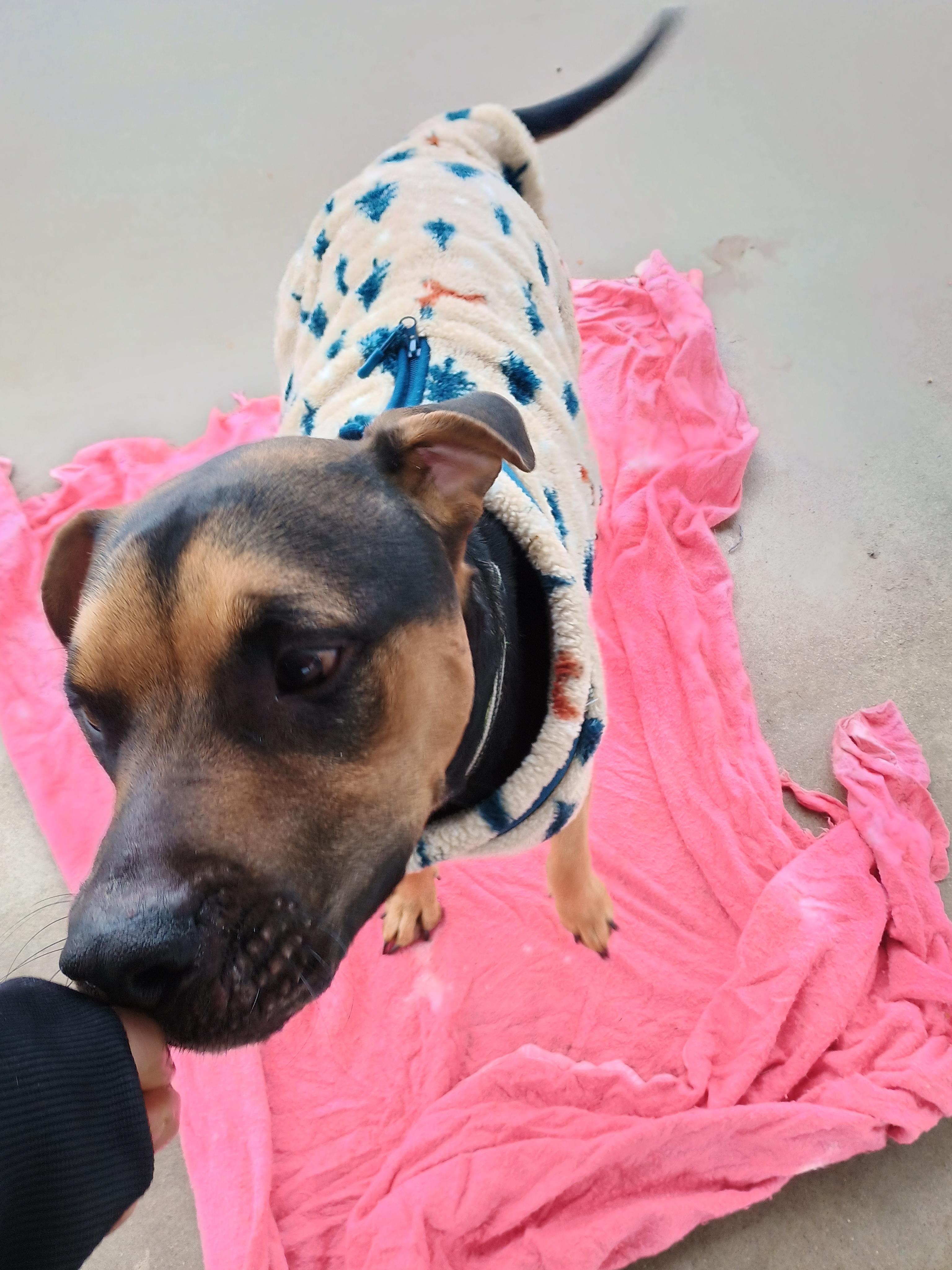 Enlarge Patrick , a ADOPTABLE mixed breed in Liberty, IN image 3/4