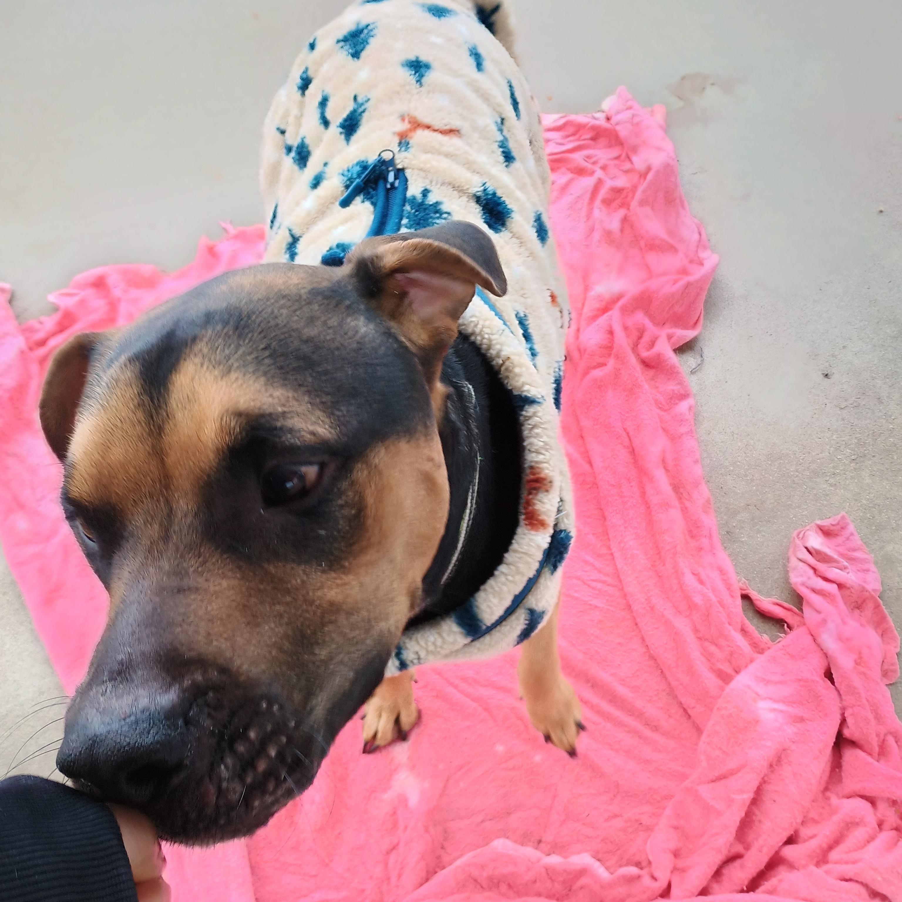 Enlarge Patrick , a ADOPTABLE mixed breed in Liberty, IN image 3/5