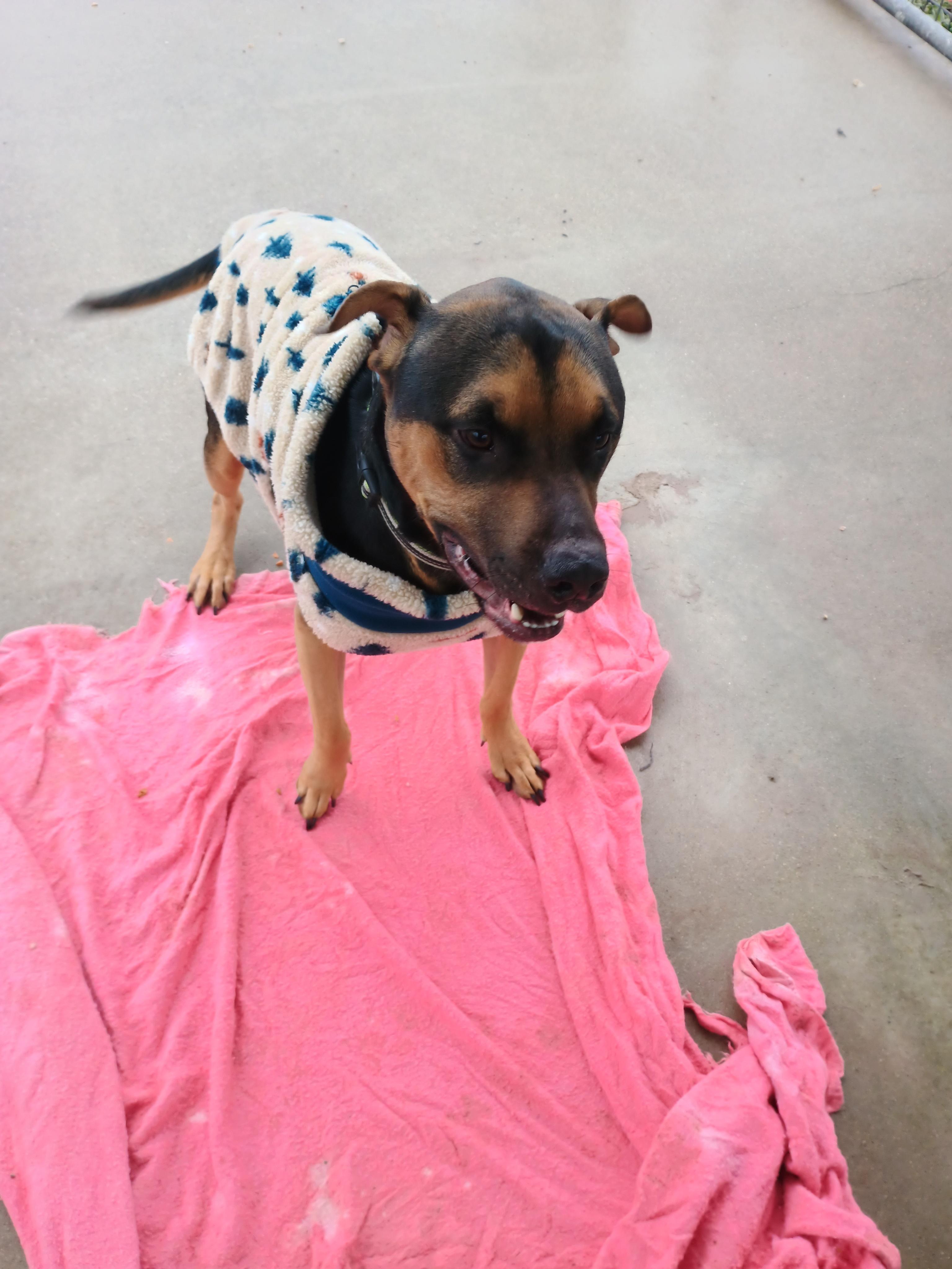 Patrick , ADOPTABLE, Adult Male Mixed Breed.