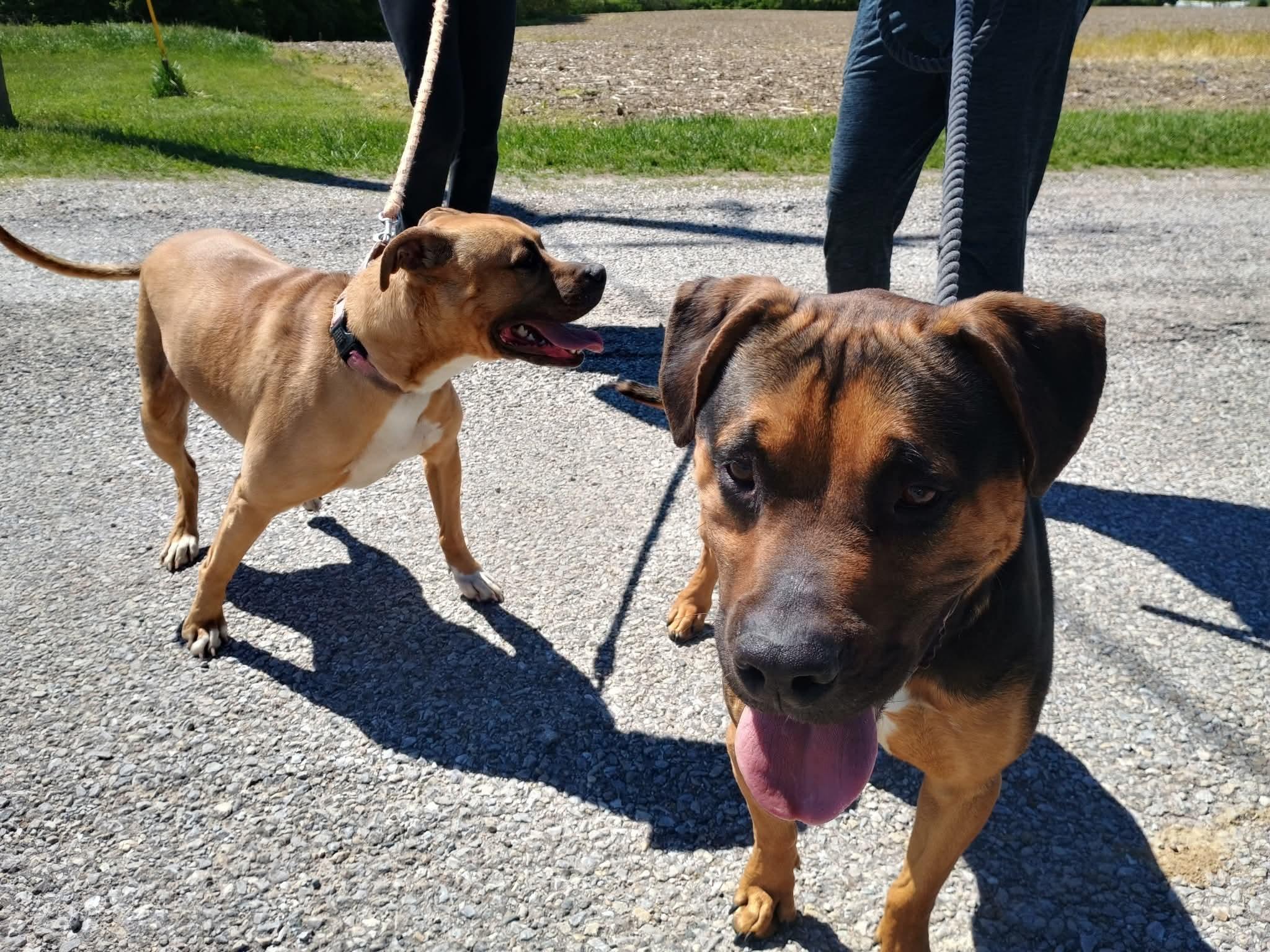 Patrick , a ADOPTABLE mixed breed in Liberty, IN image 5/5
