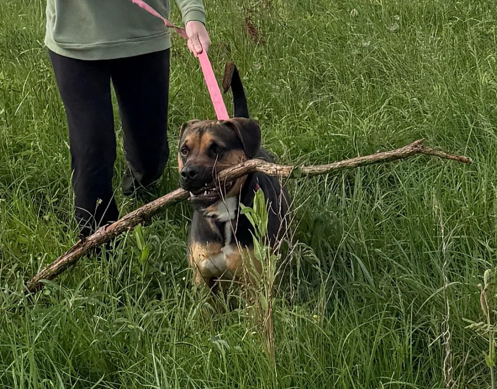 Patrick , a ADOPTABLE mixed breed in Liberty, IN image 4/5