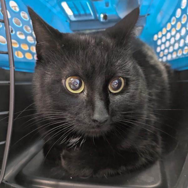 Hex, a Adoptable mixed breed in Des Moines, IA image 1/2
