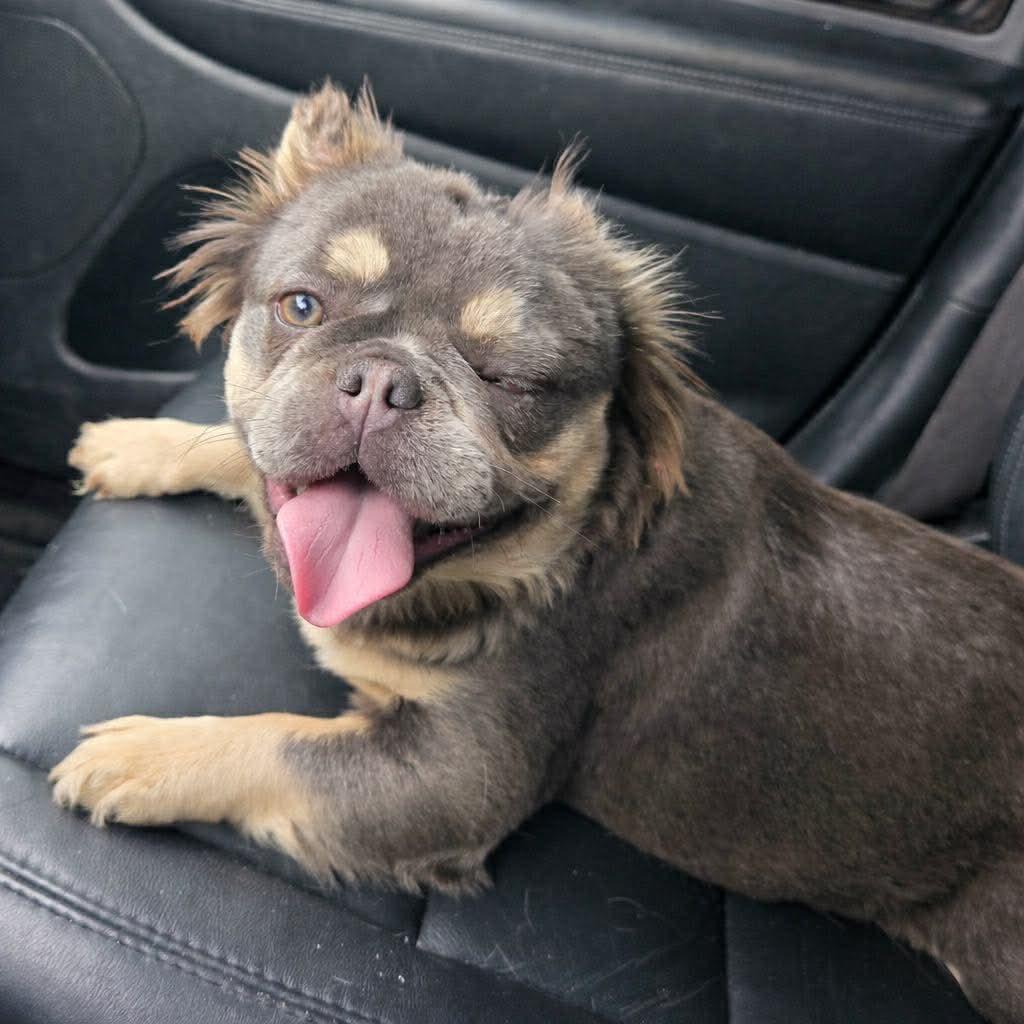 Pebbles, Adoptable, Young Female French Bulldog.