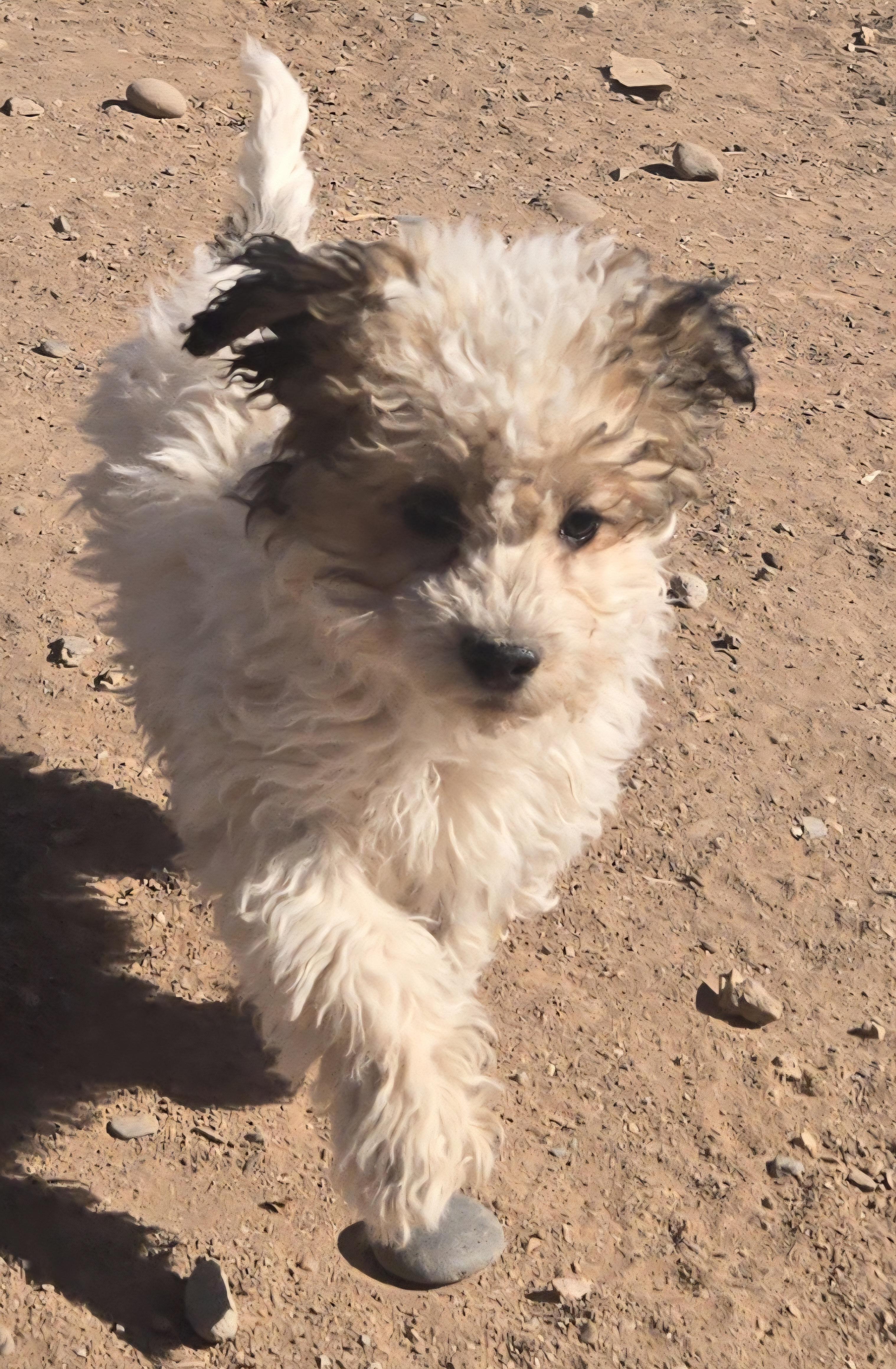 **CURIO - Read bio below, ADOPTABLE, Puppy Male Poodle & Shih Tzu.