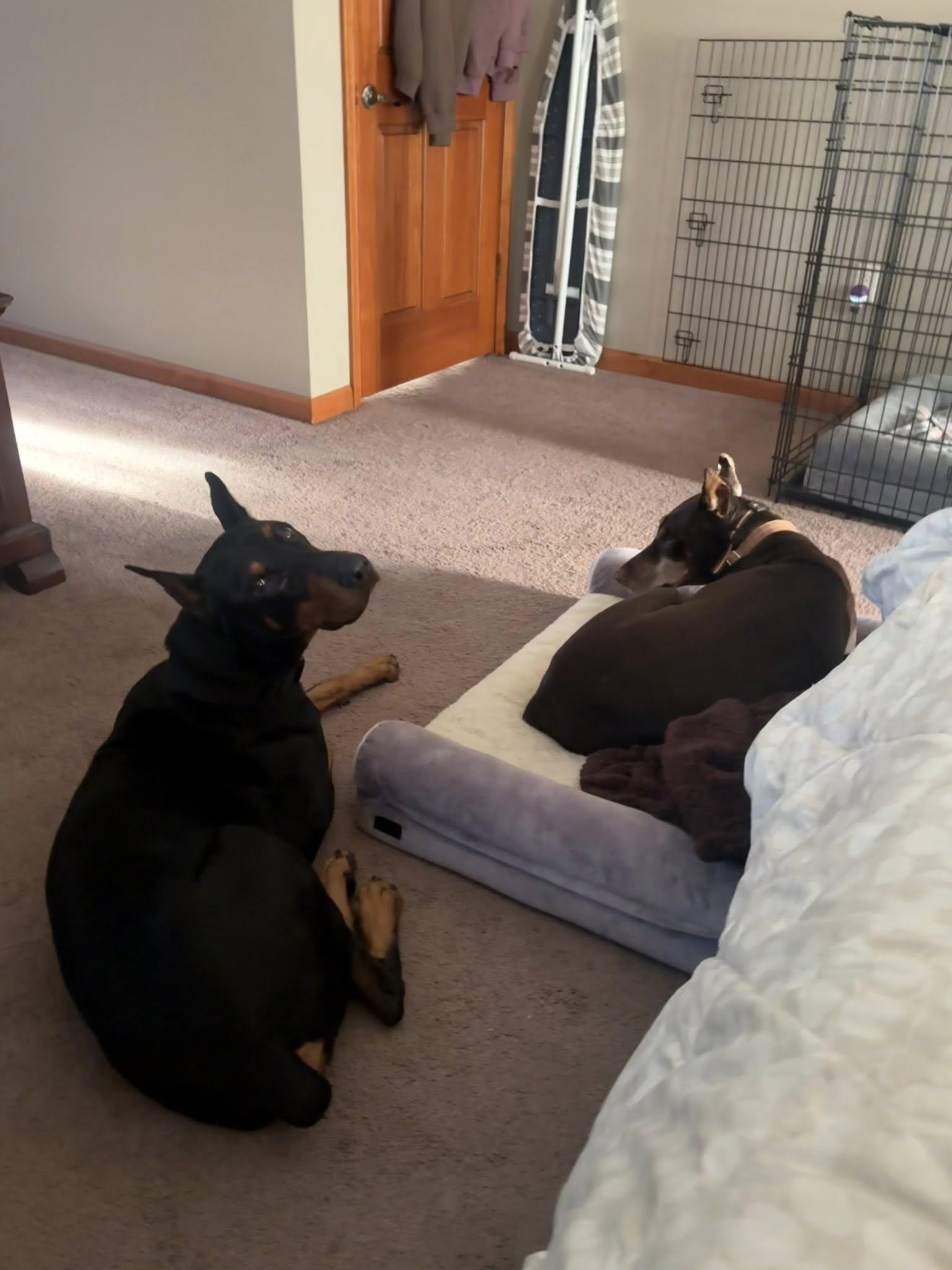 Enlarge Bricks, a Adoptable Doberman Pinscher in Fleetwood, PA image 3/5