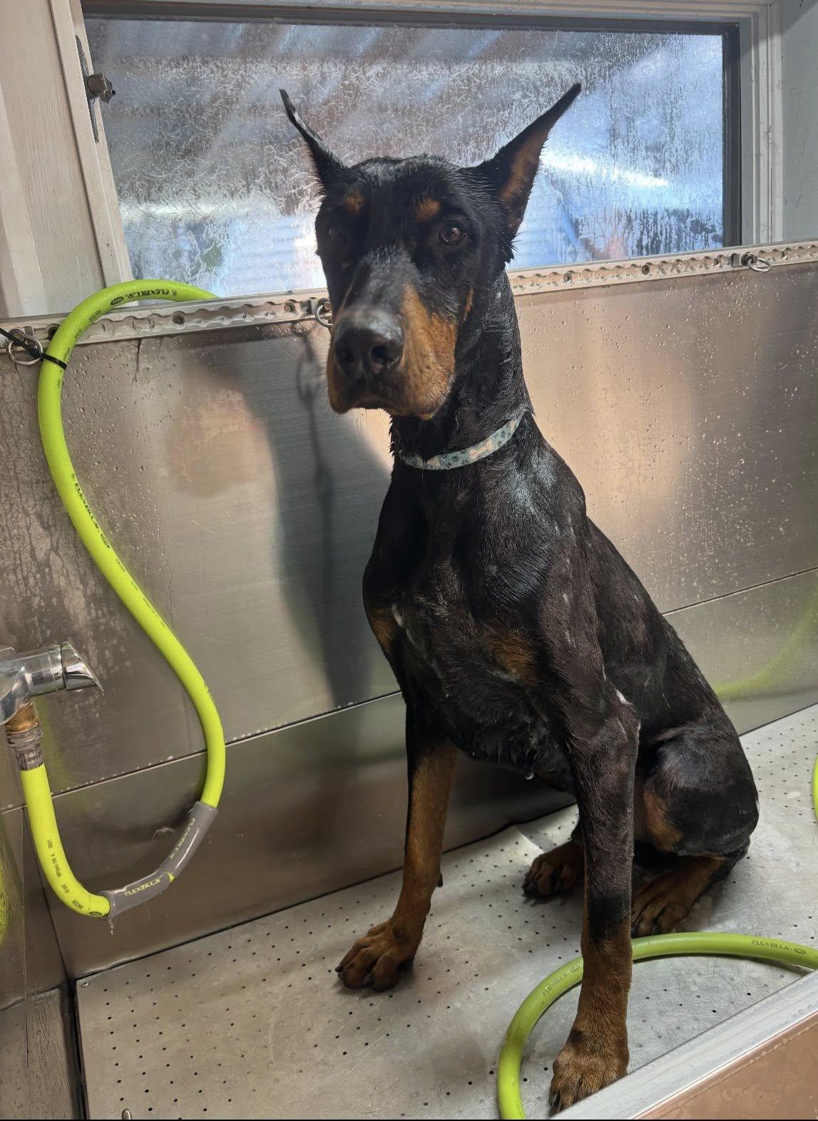 Enlarge Bricks, a Adoptable Doberman Pinscher in Fleetwood, PA image 1/3