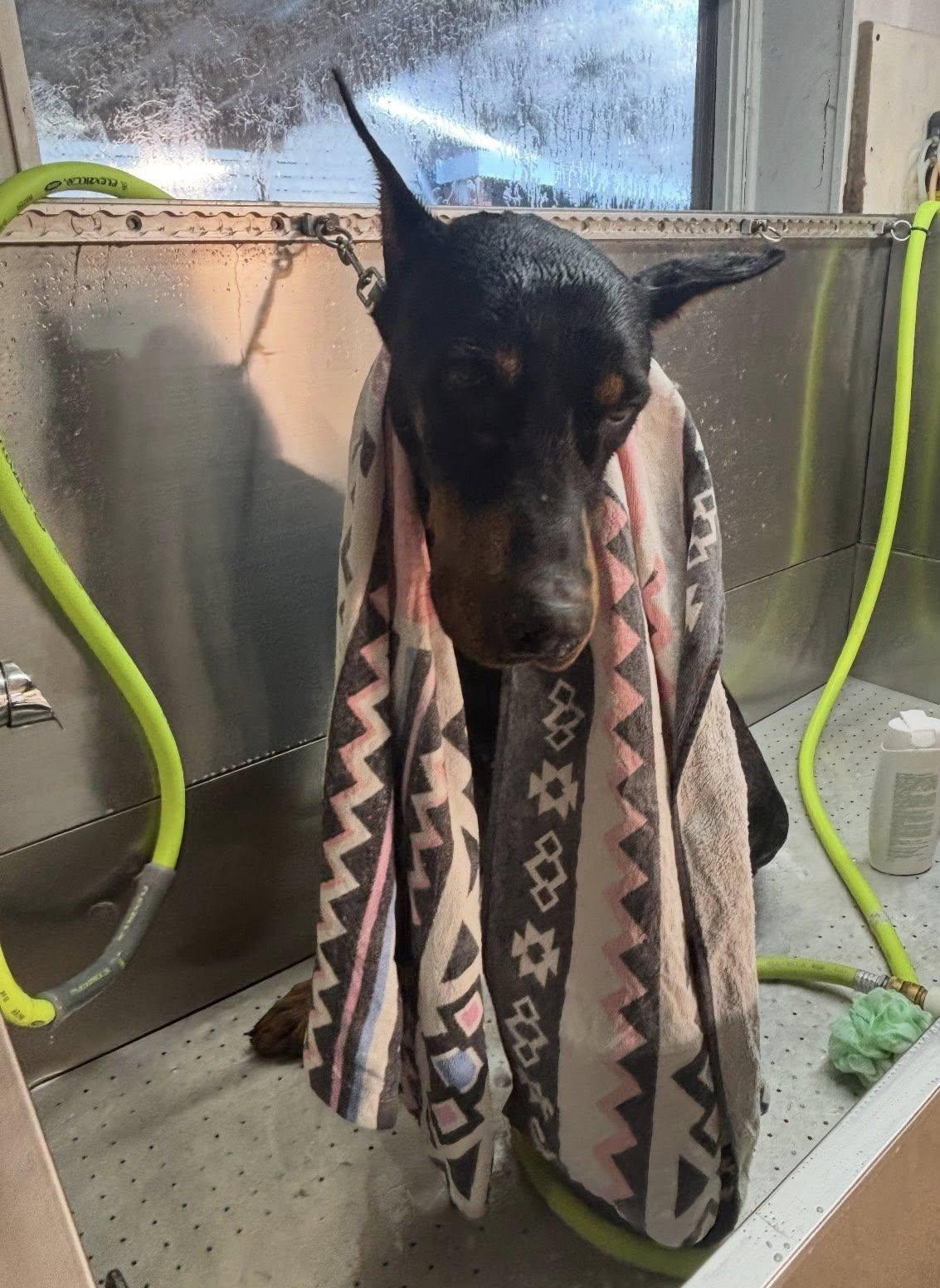 Enlarge Bricks, a Adoptable Doberman Pinscher in Fleetwood, PA image 2/3