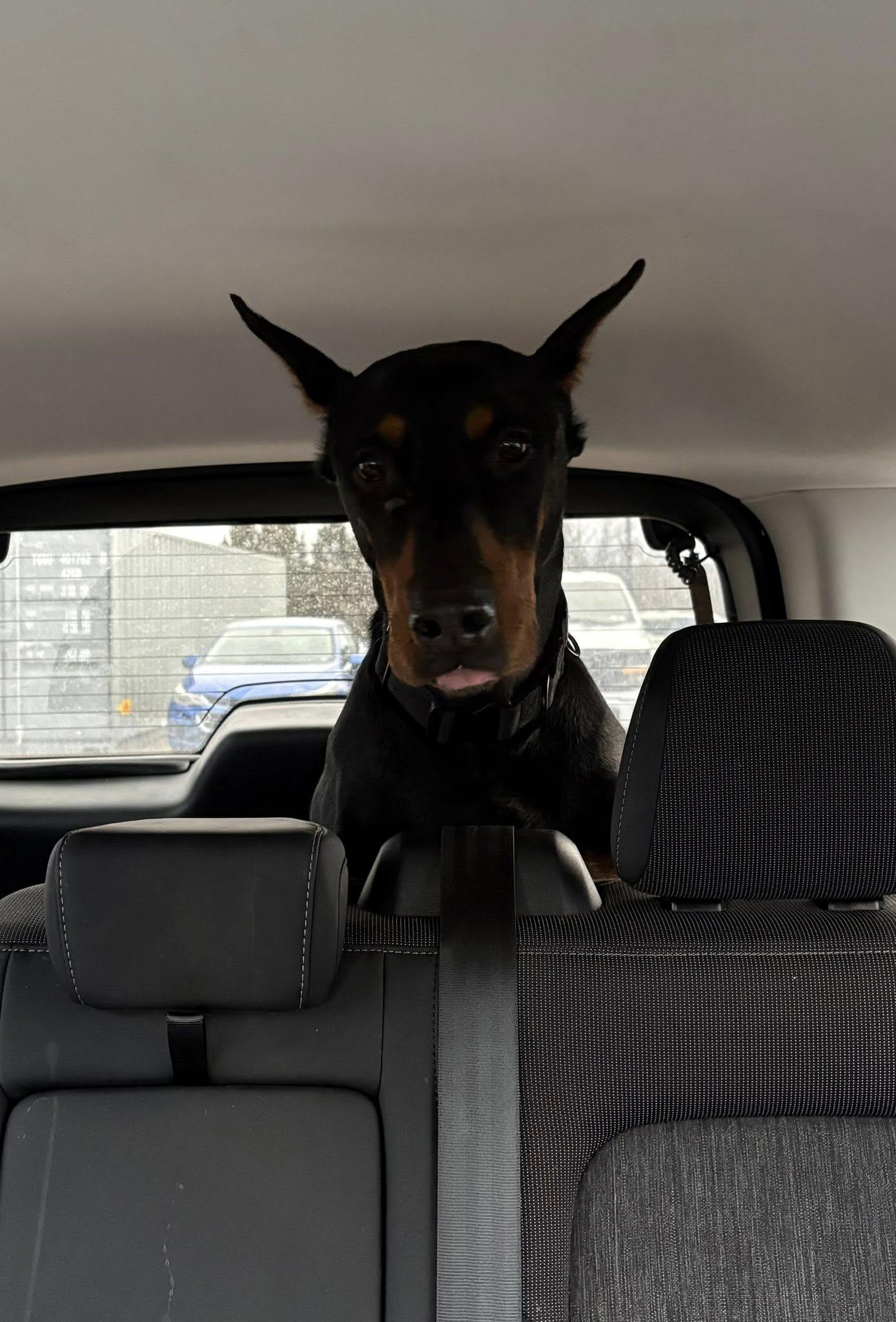 Enlarge Bricks, a Adoptable Doberman Pinscher in Fleetwood, PA image 1/5