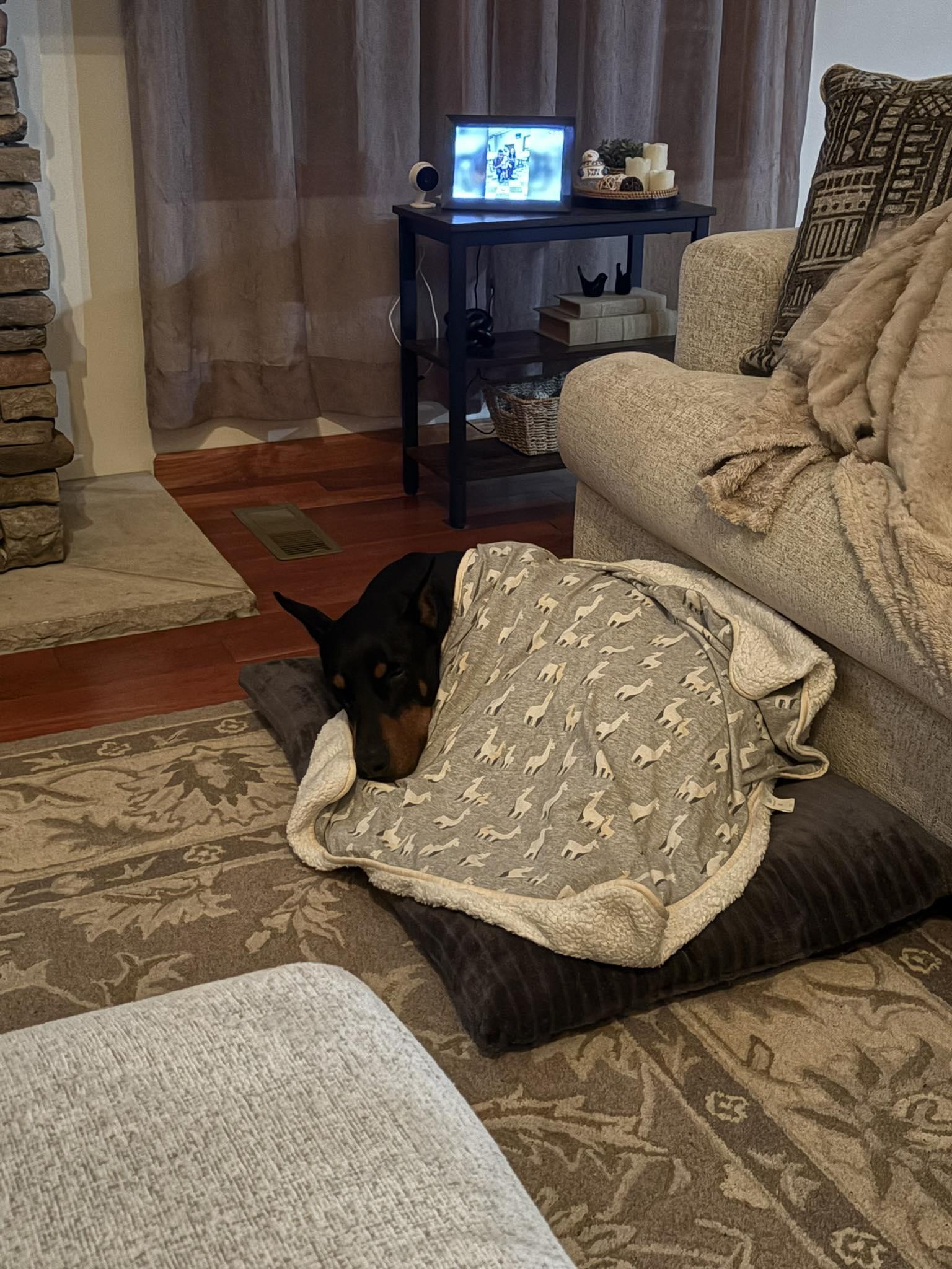 Enlarge Bricks, a Adoptable Doberman Pinscher in Fleetwood, PA image 2/5