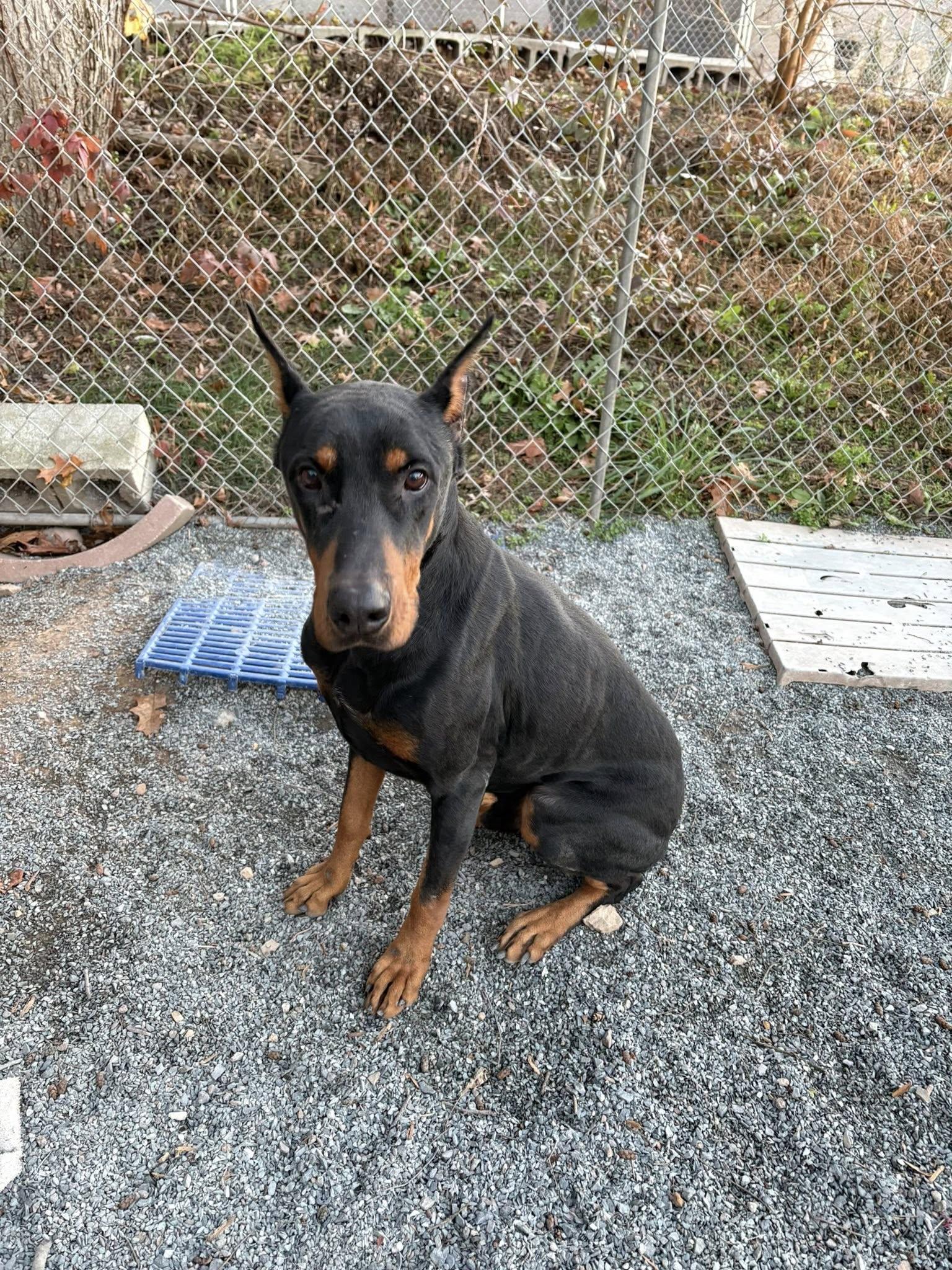 Enlarge Bricks, a Adoptable Doberman Pinscher in Fleetwood, PA image 3/3