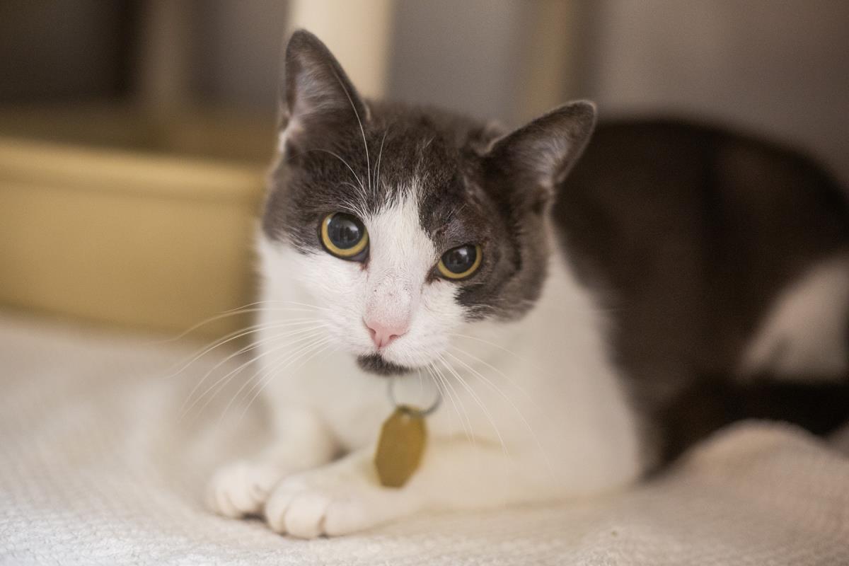 Enlarge Cleo, a Adoptable Domestic Short Hair in Mountain Home, AR image 1/1
