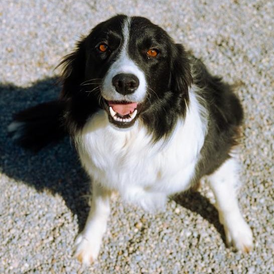 Enlarge Rhea, an adopted Border Collie in Cincinnati, OH image 3/6