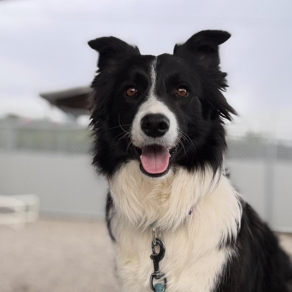 Enlarge Rhea, an adopted Border Collie in Cincinnati, OH image 6/6
