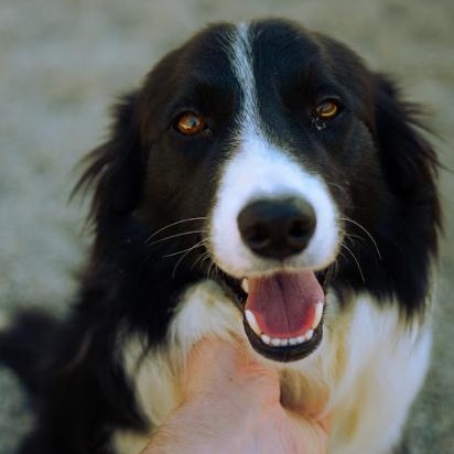 Enlarge Rhea, an adopted Border Collie in Cincinnati, OH image 5/6