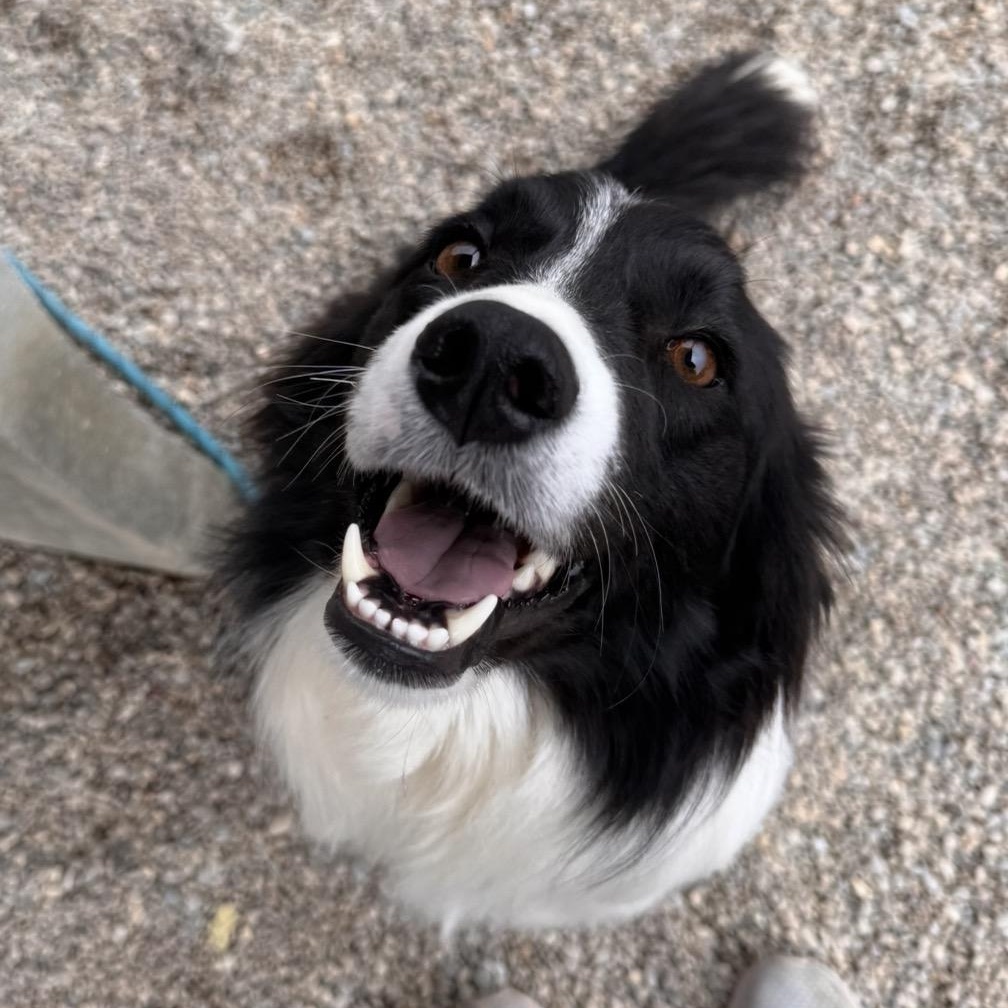 Enlarge Rhea, an adopted Border Collie in Cincinnati, OH image 2/6