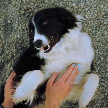 Enlarge Rhea, an adopted Border Collie in Cincinnati, OH image 4/6