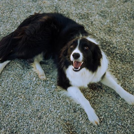 Rhea, adopted, Young Female Border Collie.
