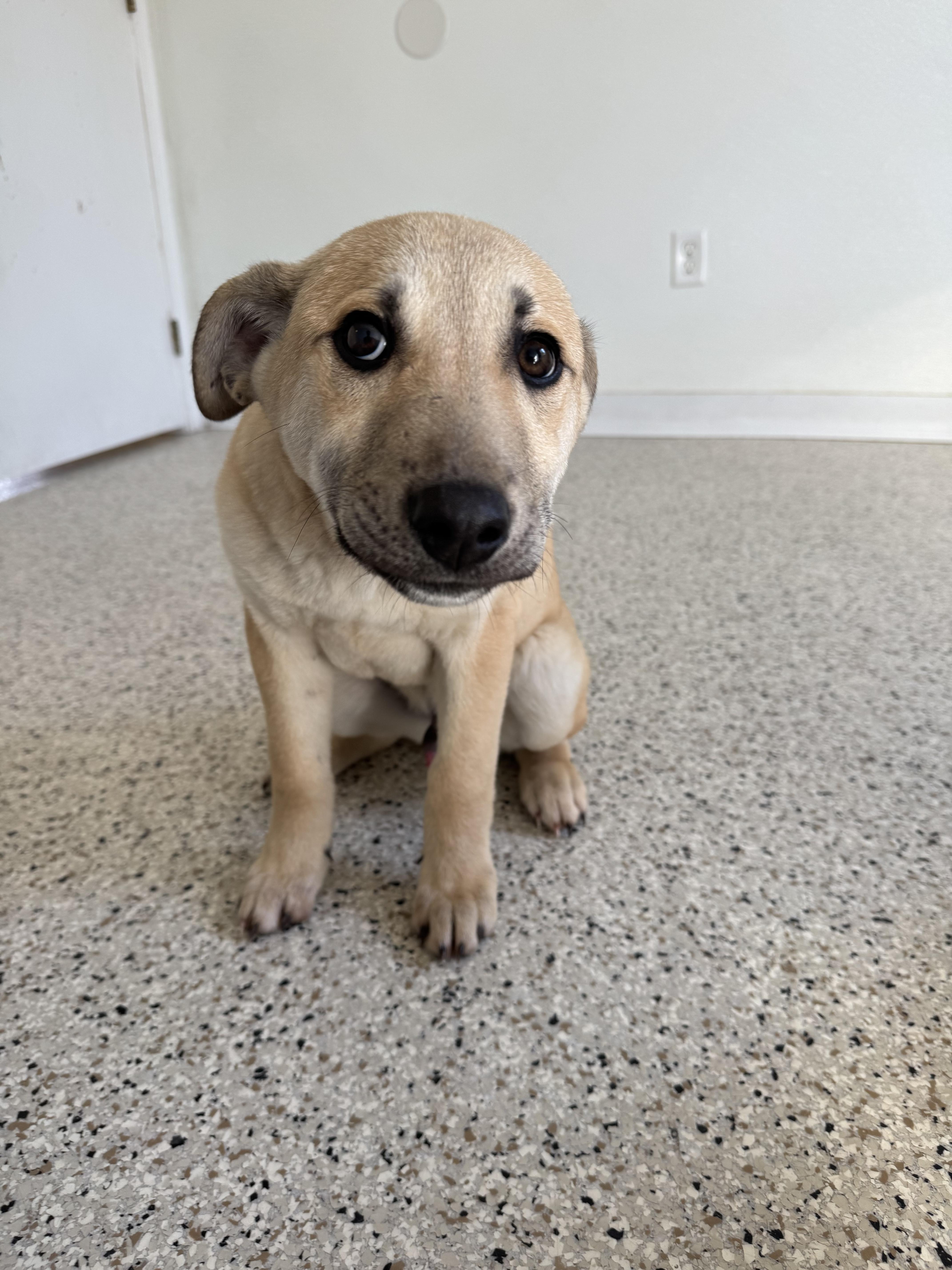Enlarge Shrimp, an adopted mixed breed in Buffalo, MN image 1/1