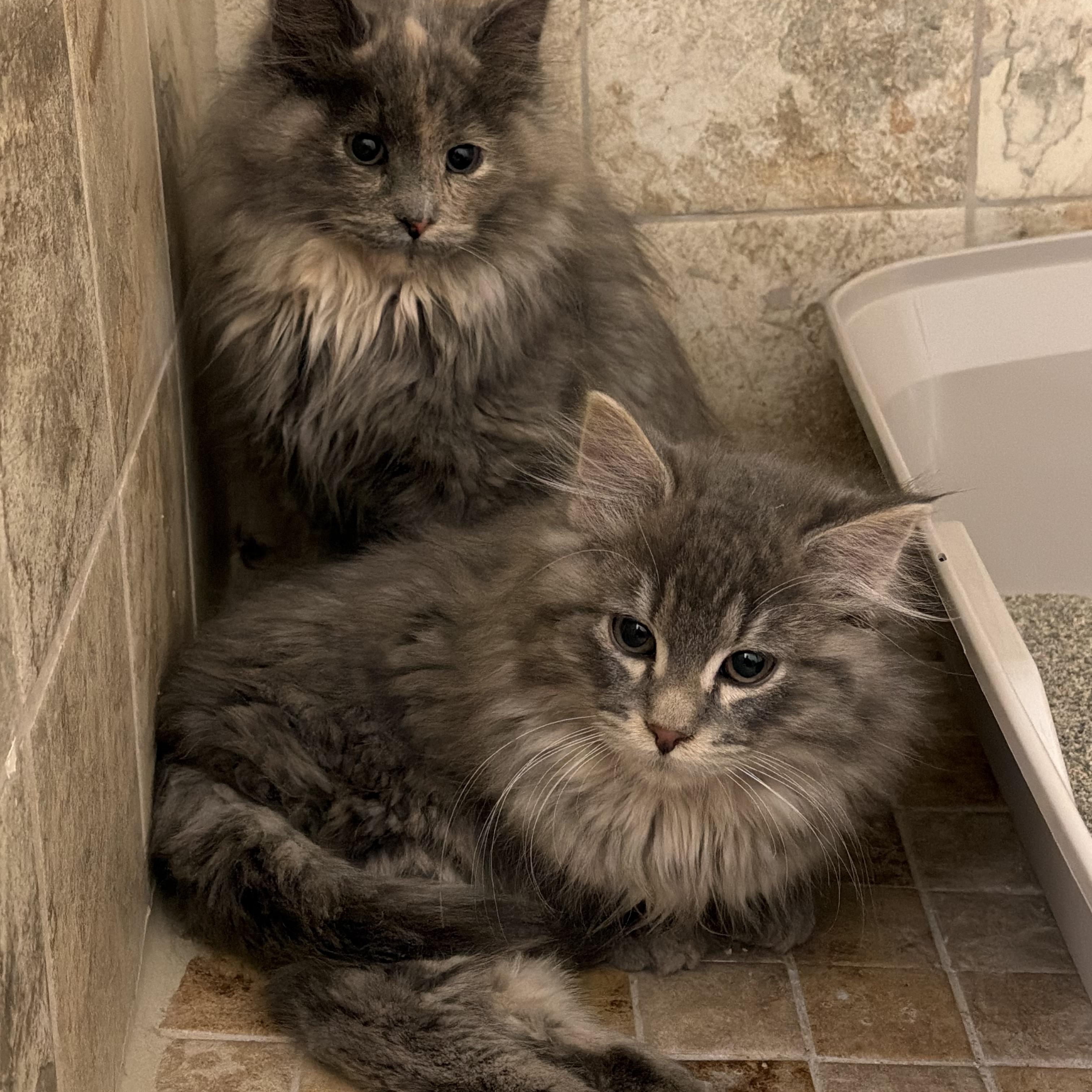 Enlarge Steve , an adopted Domestic Long Hair in Cedar Rapids, IA image 5/5