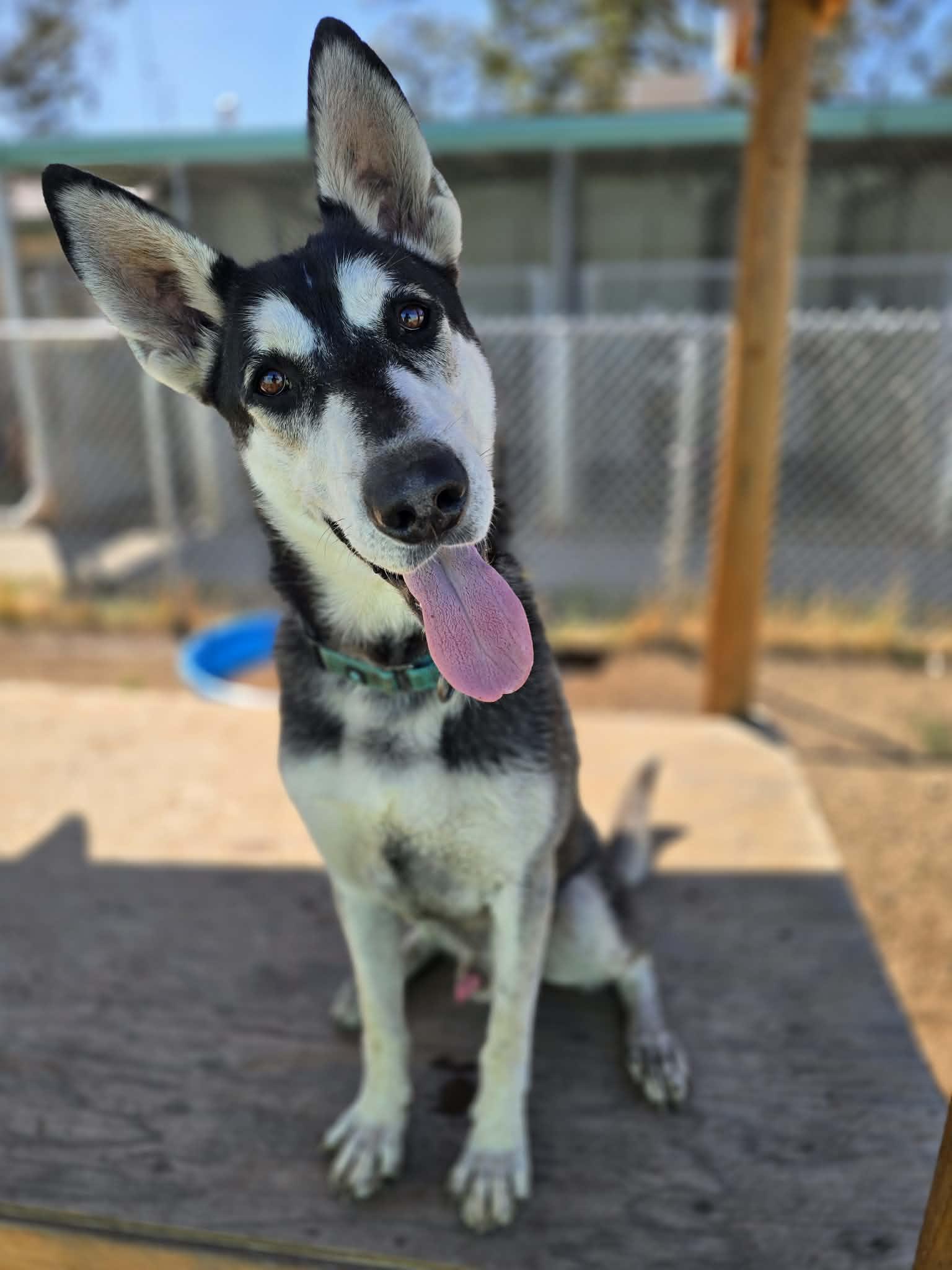 Enlarge George, a Adoptable mixed breed in Grants Pass, OR image 3/5