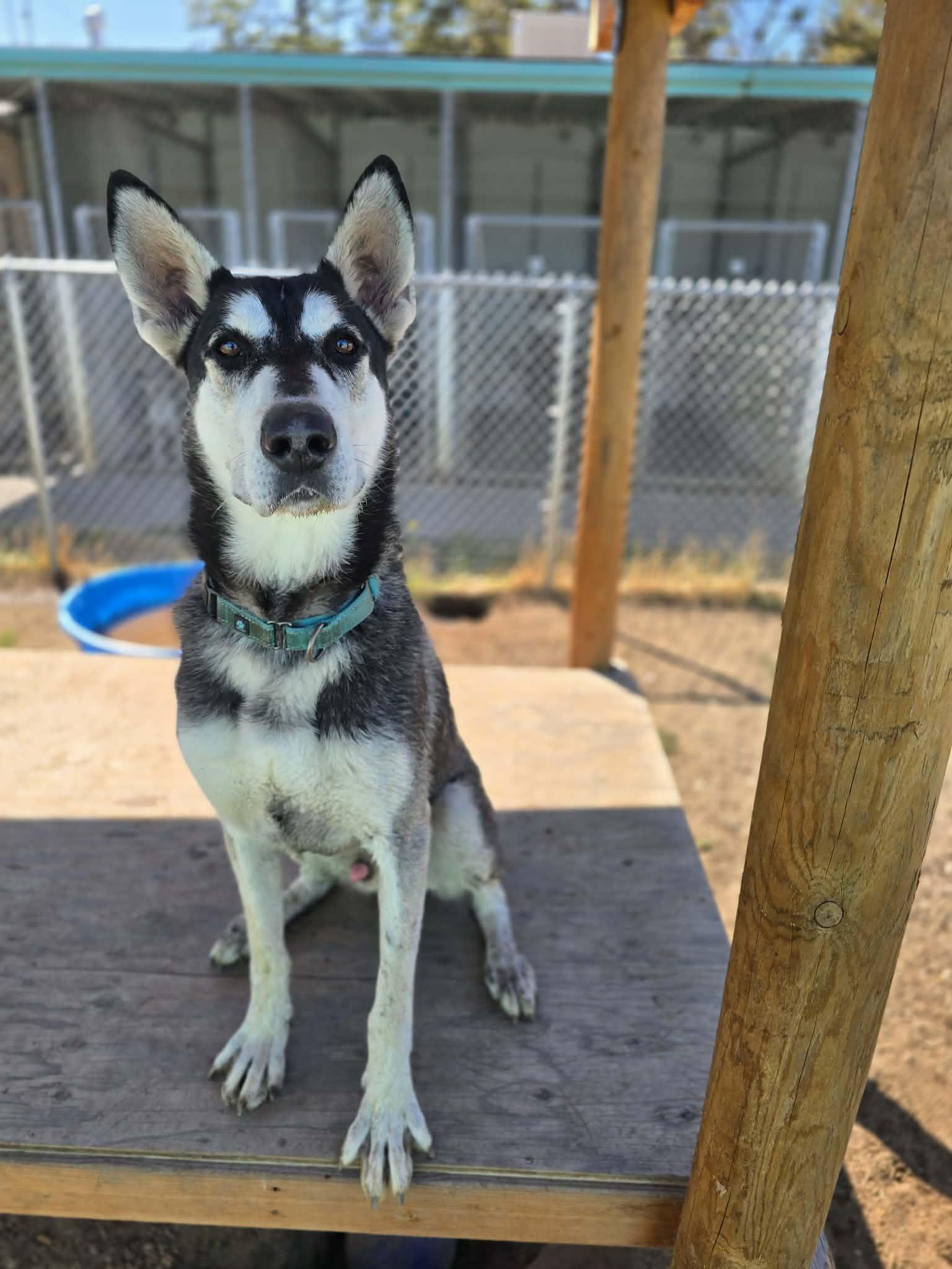 Enlarge George, a Adoptable mixed breed in Grants Pass, OR image 5/5