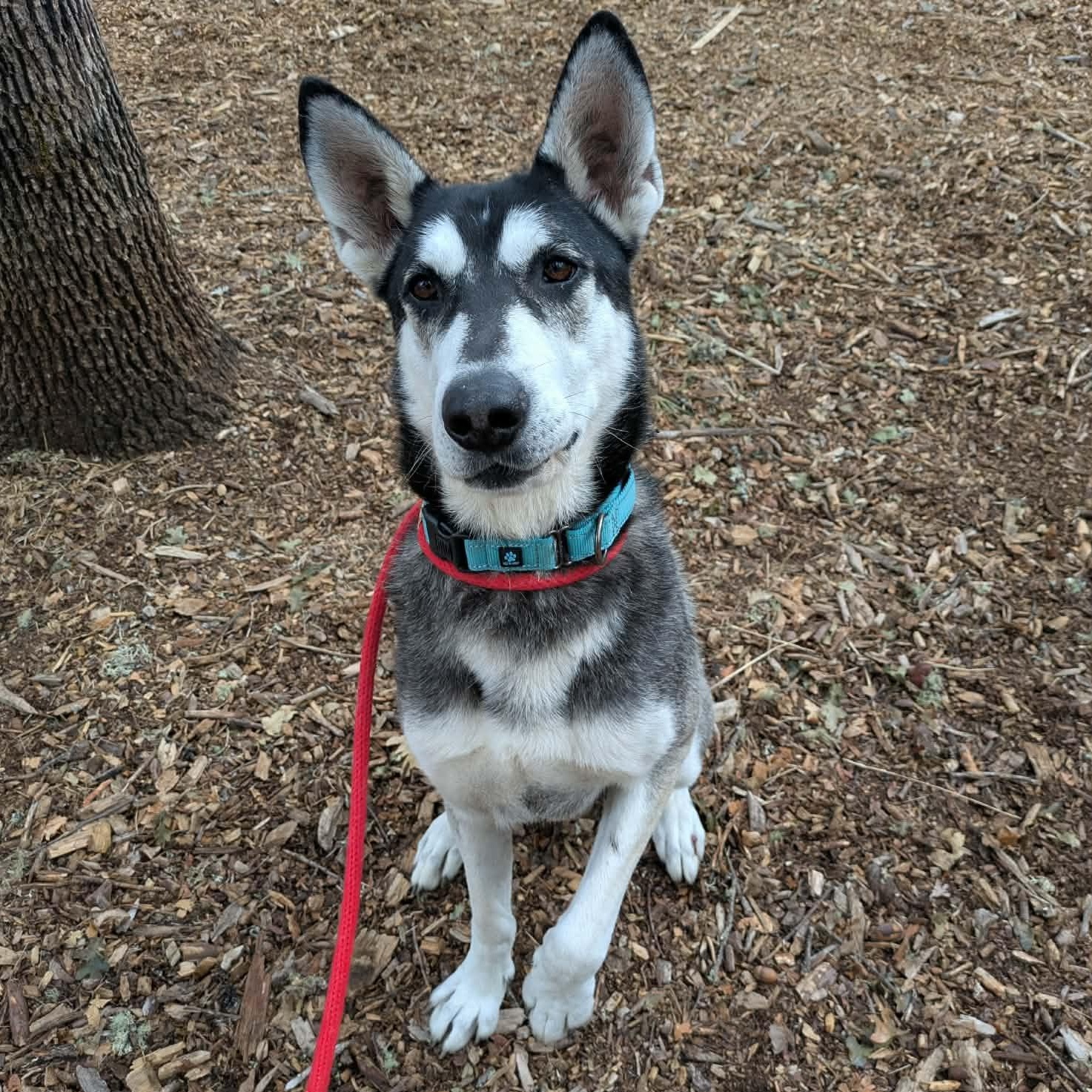 Enlarge George, a Adoptable mixed breed in Grants Pass, OR image 2/5