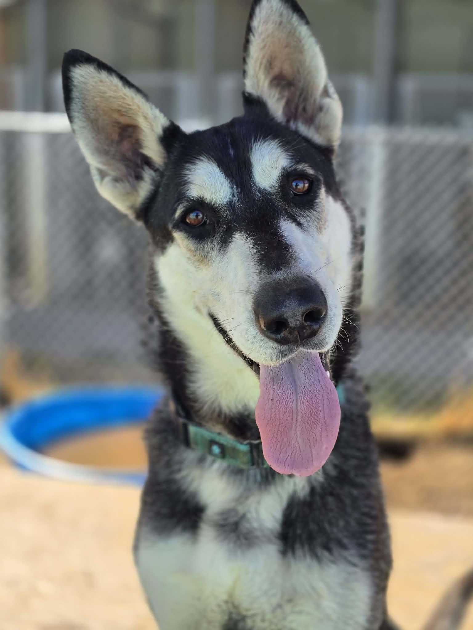 Enlarge George, a Adoptable mixed breed in Grants Pass, OR image 1/5