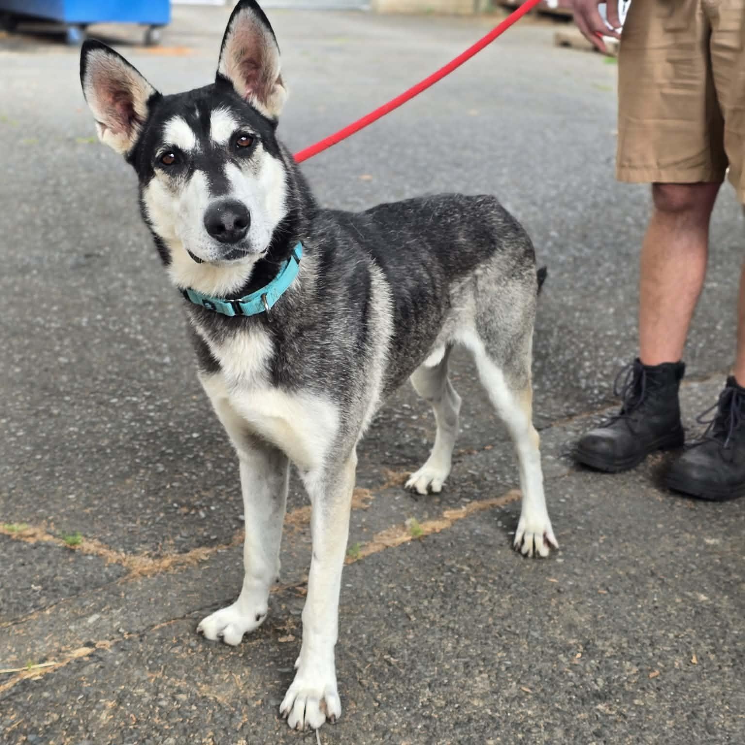 Enlarge George, a Adoptable mixed breed in Grants Pass, OR image 4/5