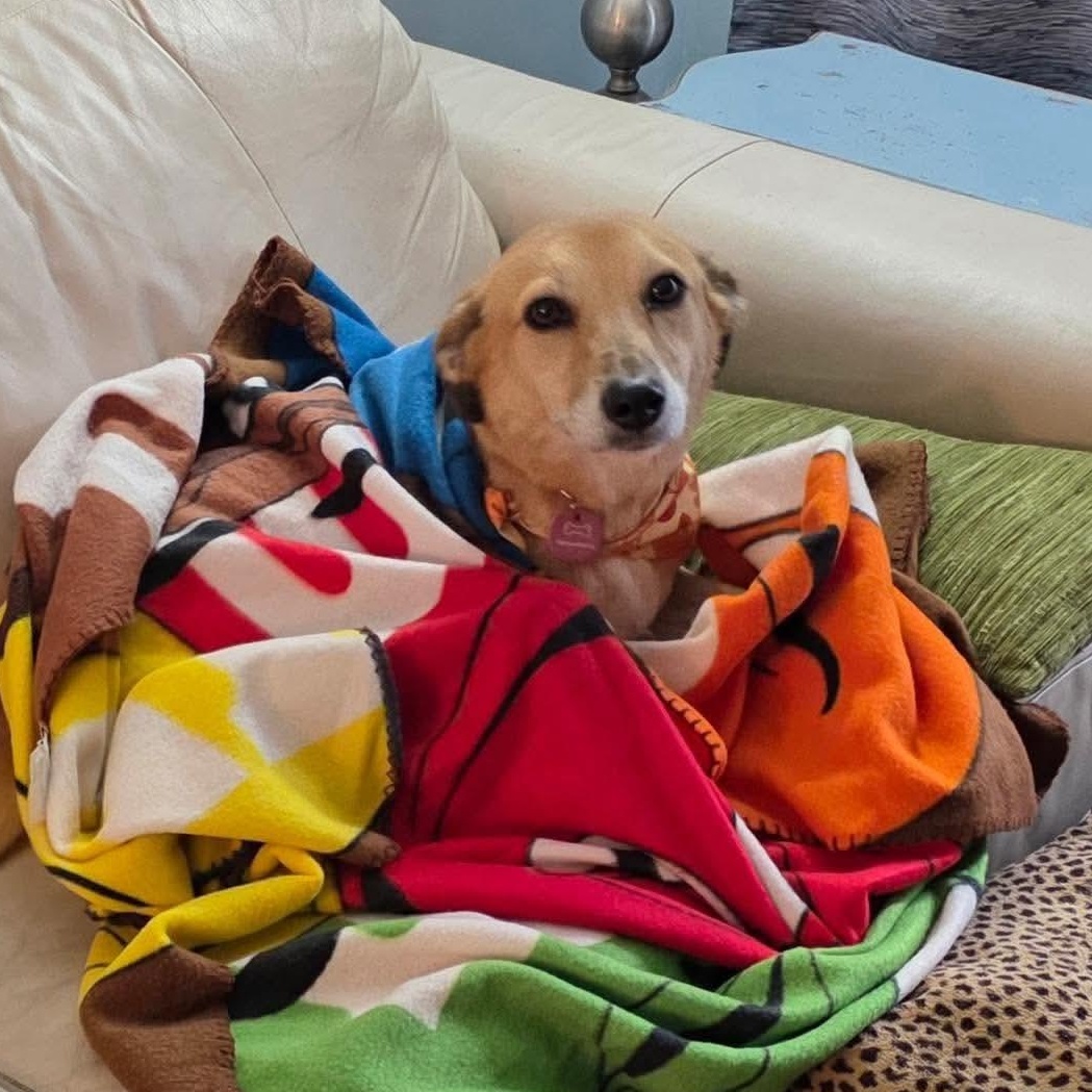 Enlarge Faye, a Adoptable mixed breed in Scarborough, ON image 3/6