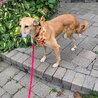 Enlarge Faye, a Adoptable mixed breed in Scarborough, ON image 4/6