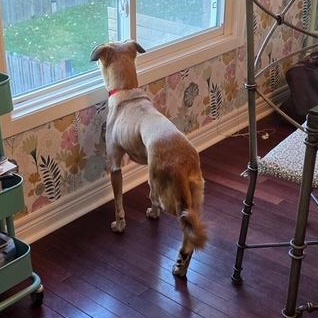 Enlarge Faye, a Adoptable mixed breed in Scarborough, ON image 2/6