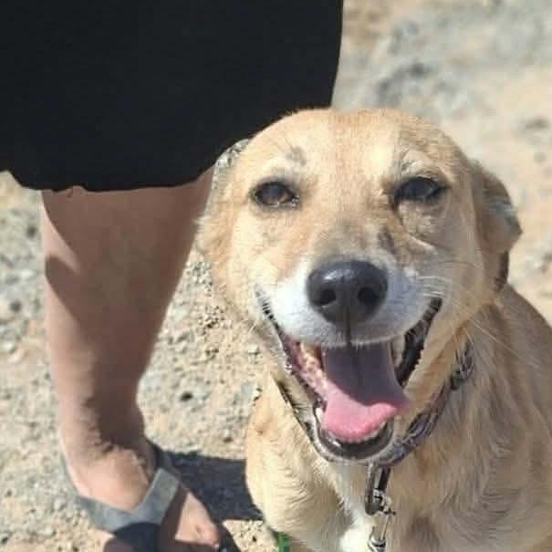 Enlarge Faye, a Adoptable mixed breed in Scarborough, ON image 6/6