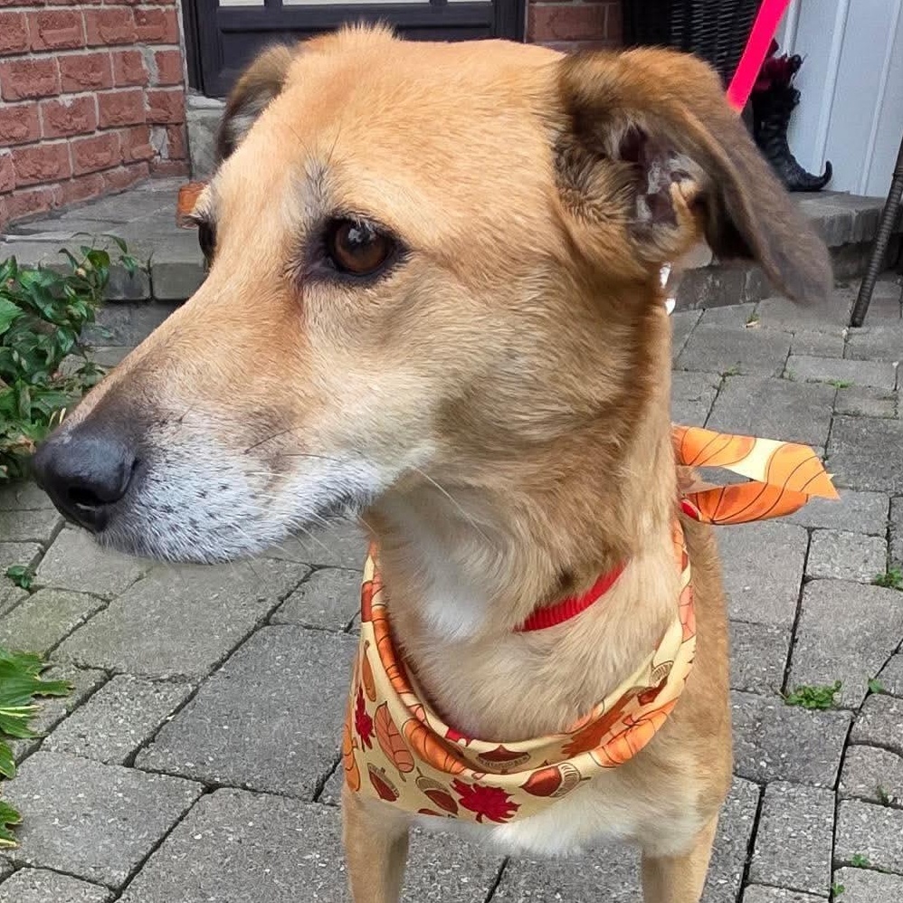 Enlarge Faye, a Adoptable mixed breed in Scarborough, ON image 1/6