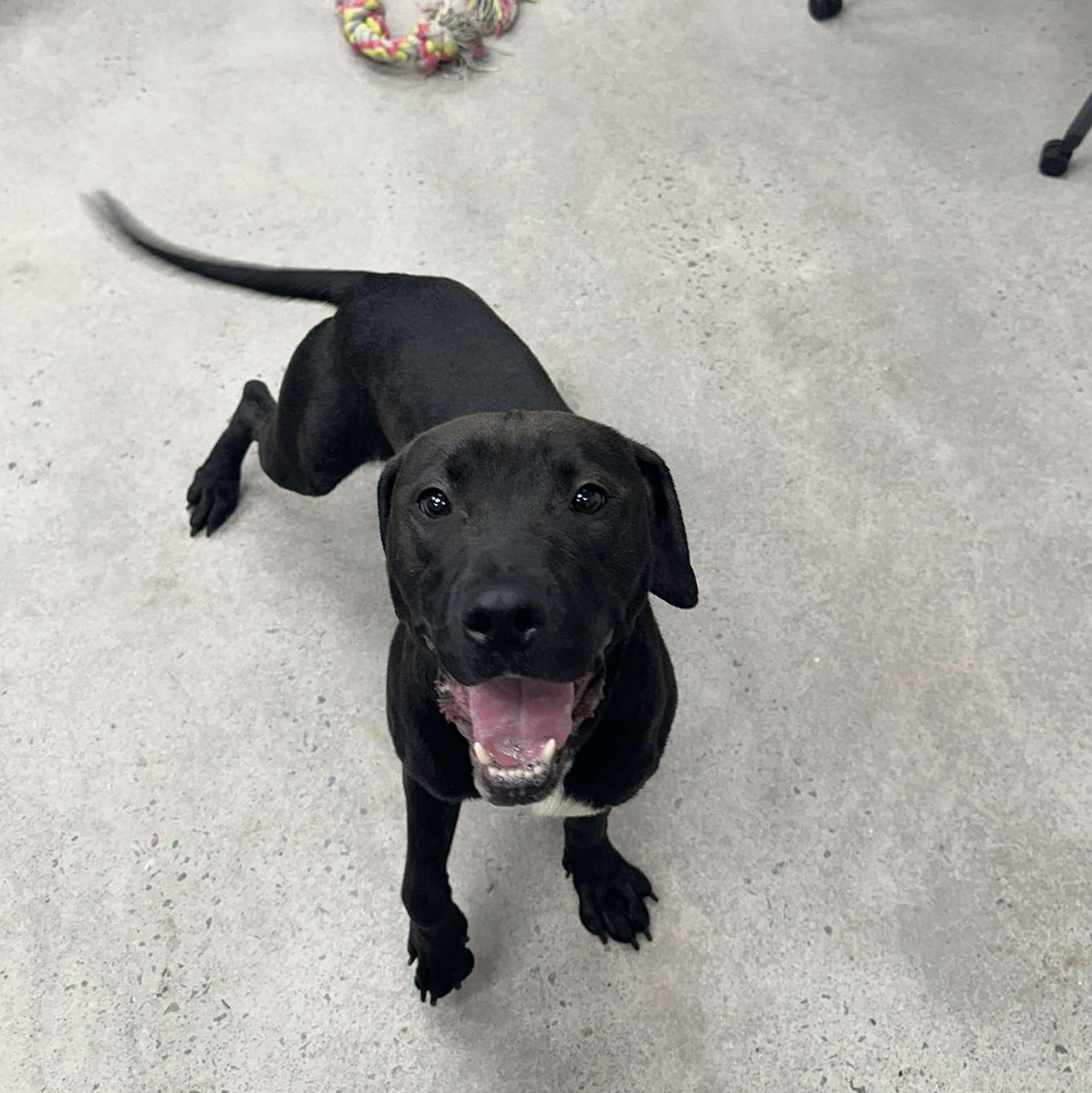 Enlarge Mercury, a Adoptable mixed breed in PHILADELPHIA, TN image 1/1