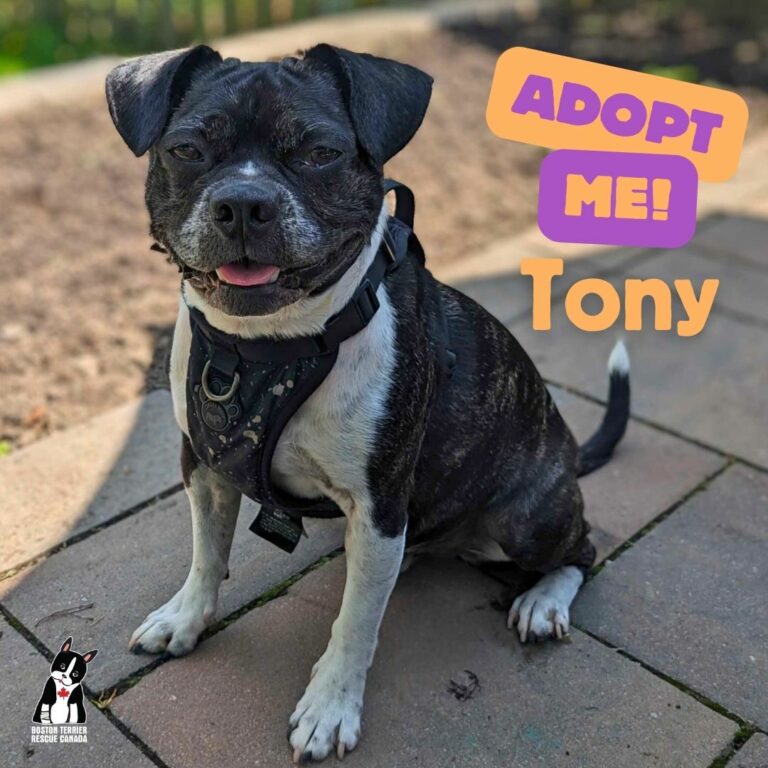 Enlarge Tony, a Adopted mixed breed in East York, ON image 1/1