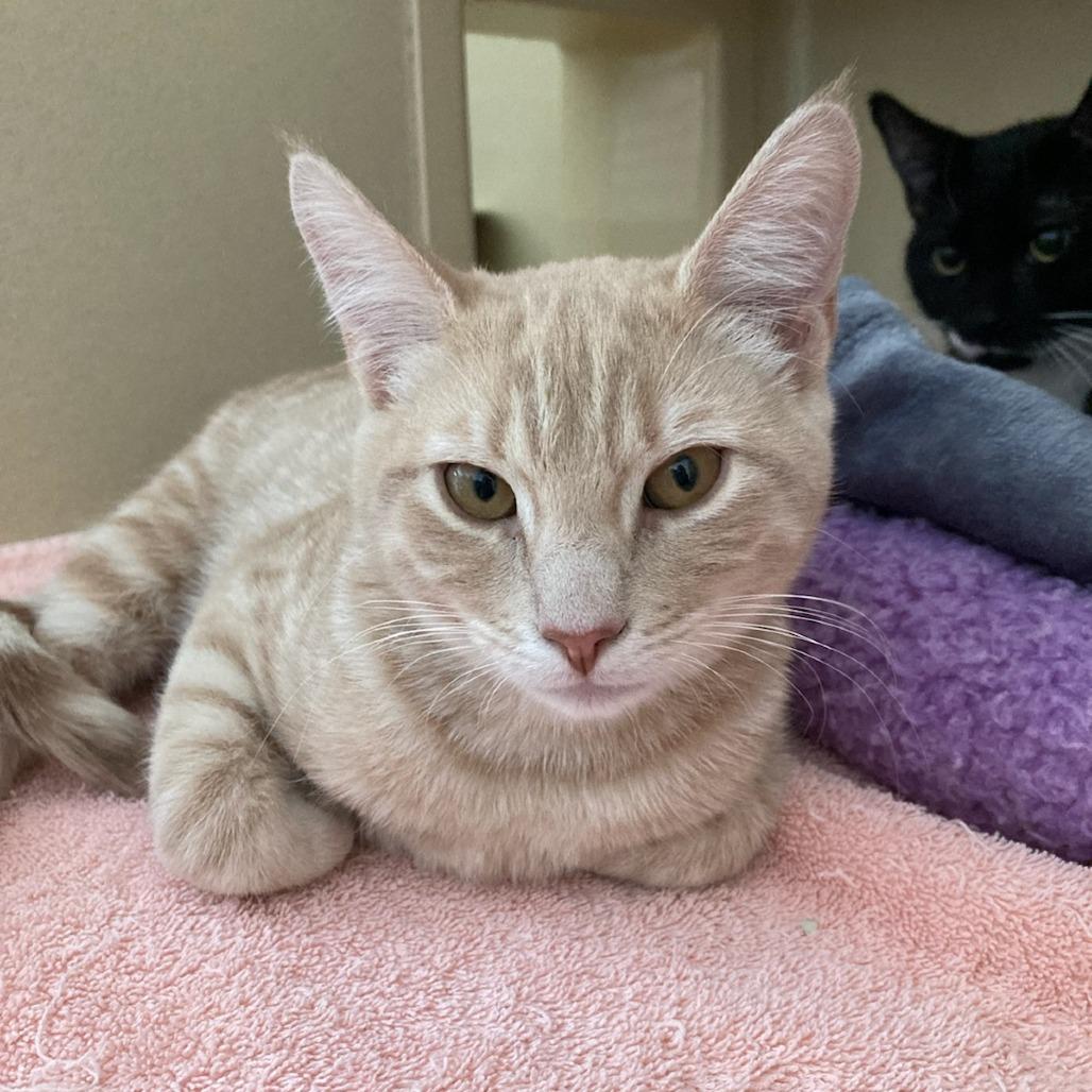 Joey, Adoptable, Kitten Male Domestic Short Hair.