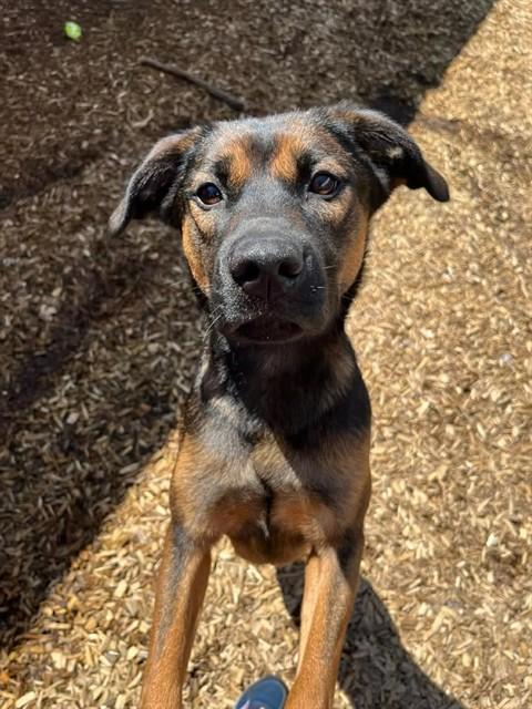 STARZ, Adoptable, Young Female German Shepherd Dog & Labrador Retriever.