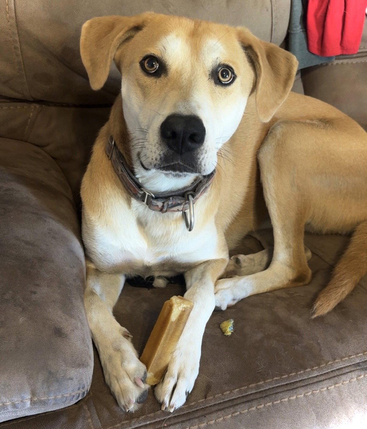 Enlarge Tug, a Adoptable mixed breed in Estherville, IA image 1/3