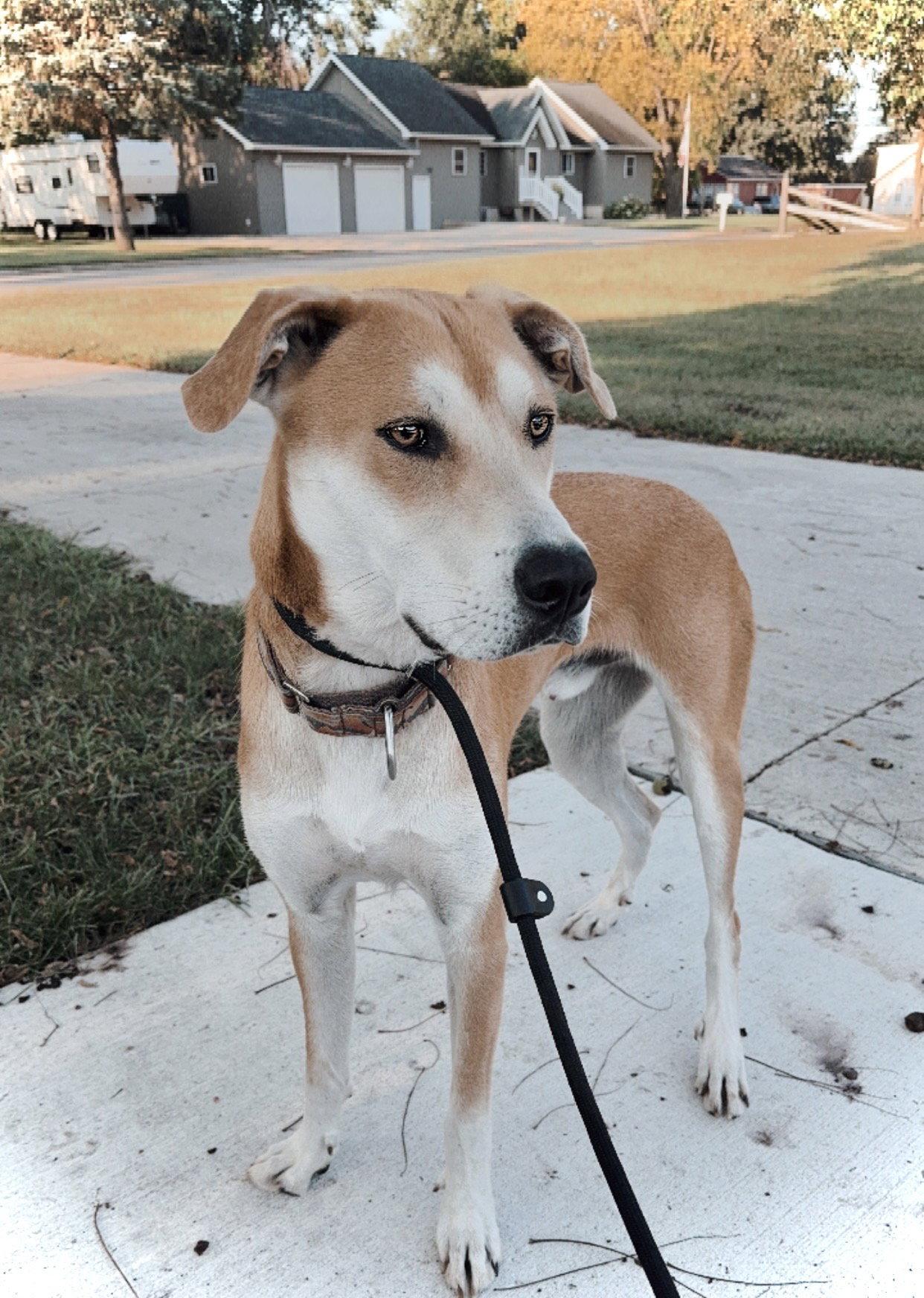 Enlarge Tug, a Adoptable mixed breed in Estherville, IA image 3/3