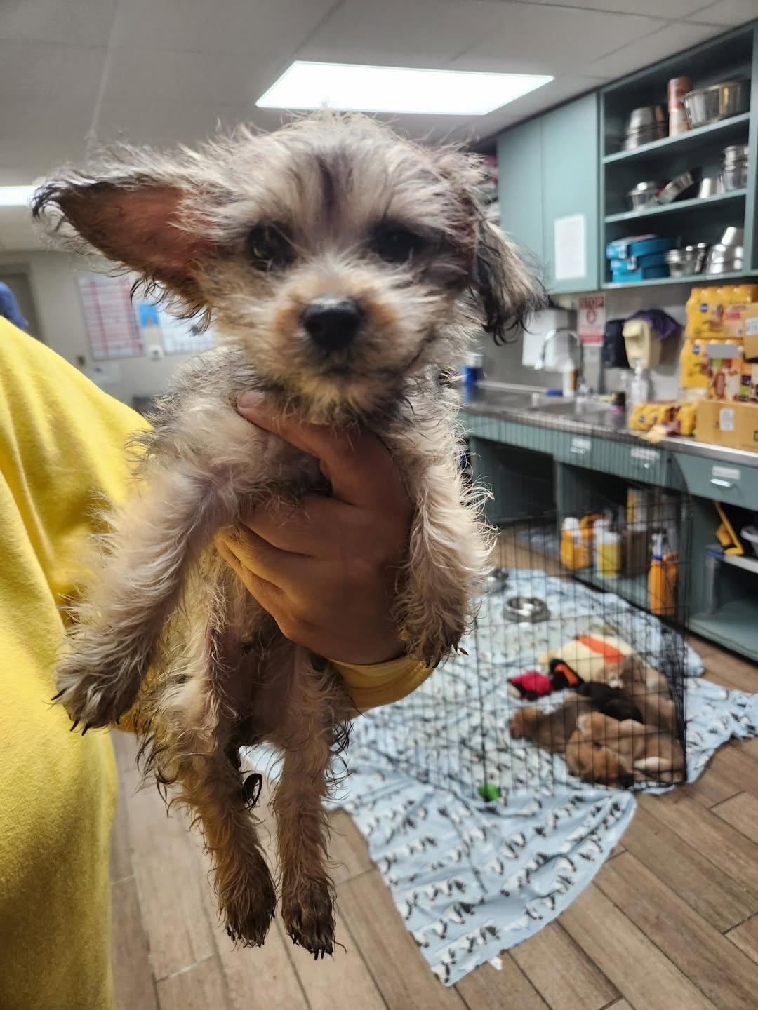 Enlarge barry, a Adopted Yorkshire Terrier in Rowlett, TX image 1/1