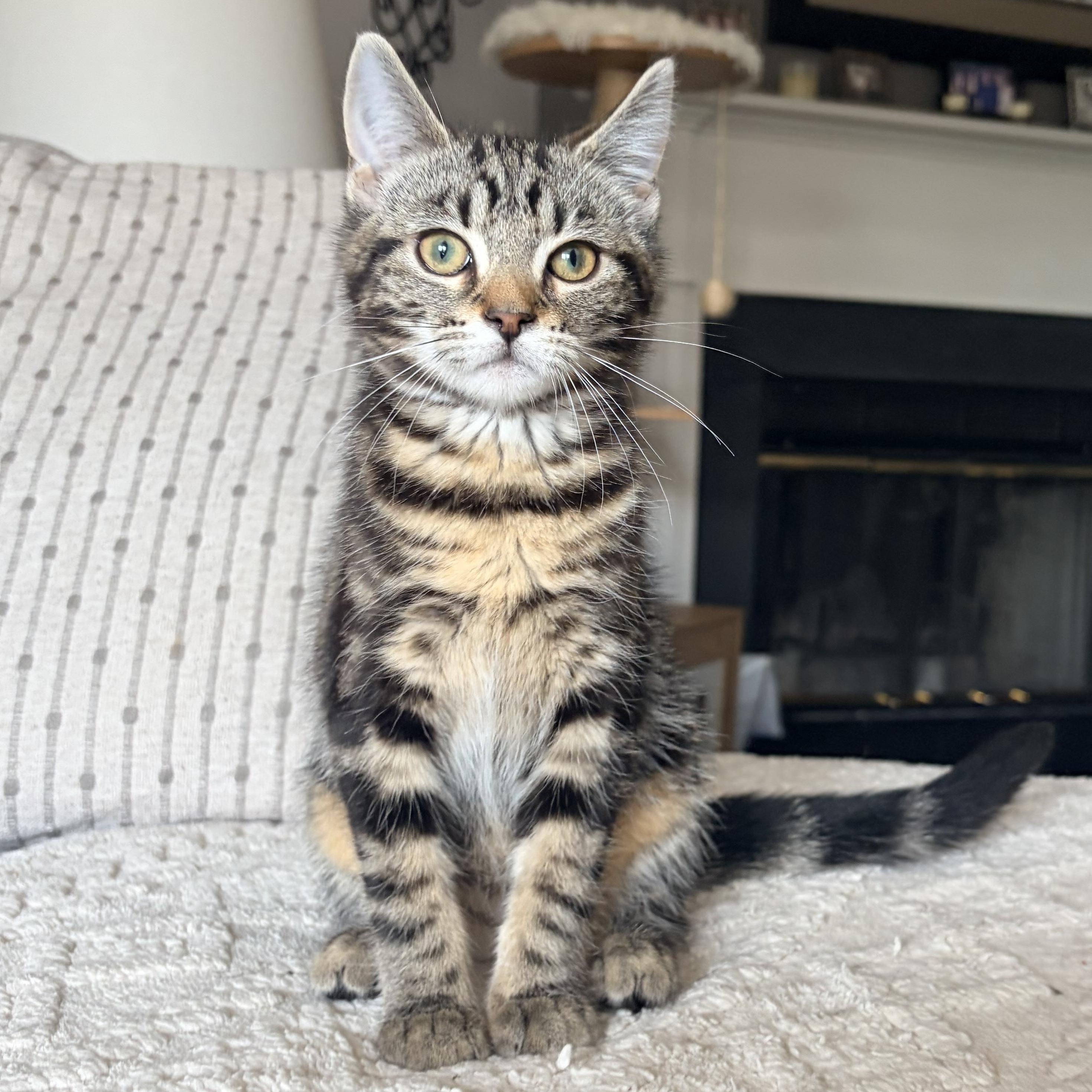 Florence, ADOPTABLE, Kitten Female Domestic Short Hair.