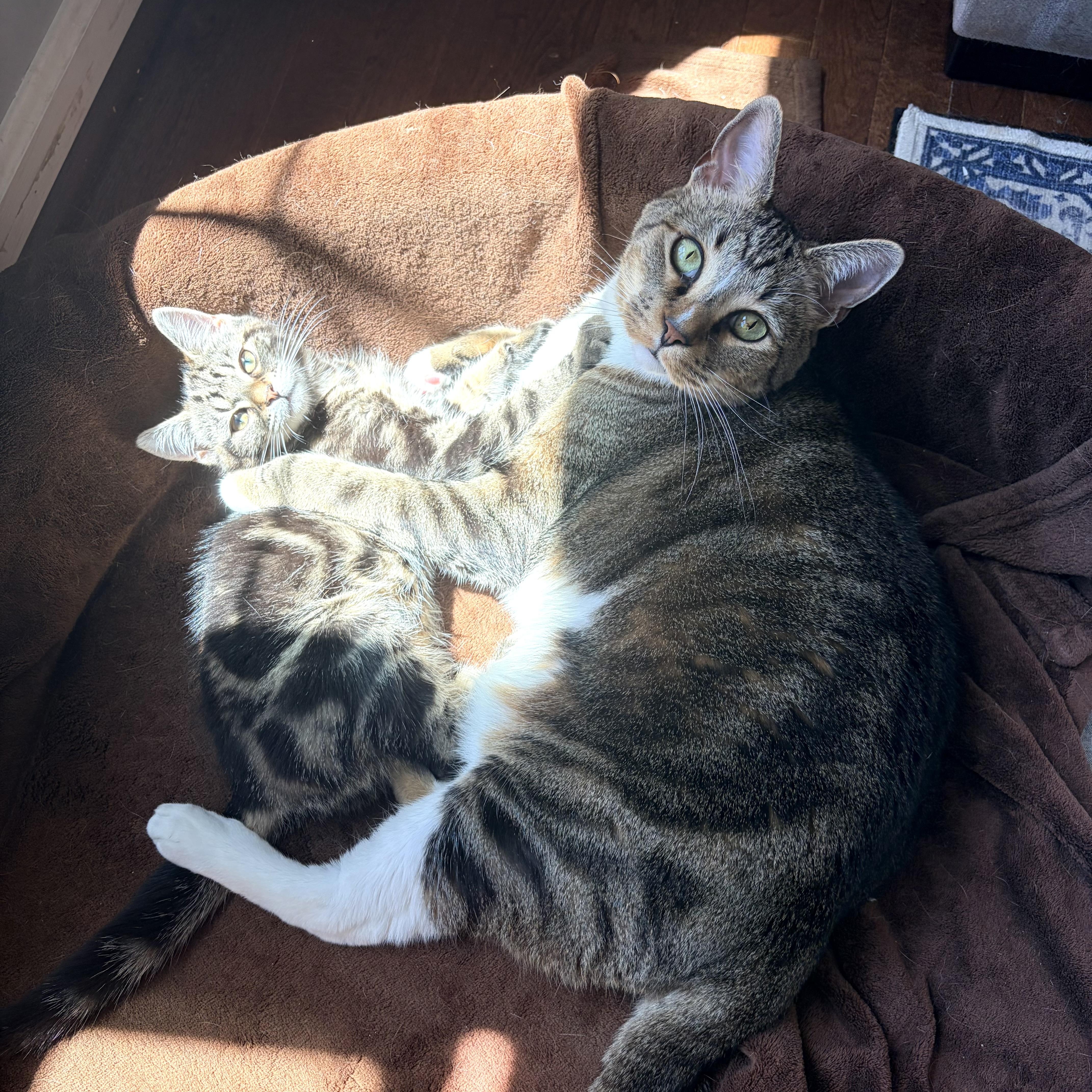 Florence, a ADOPTABLE Domestic Short Hair in Alexandria, VA image 4/6