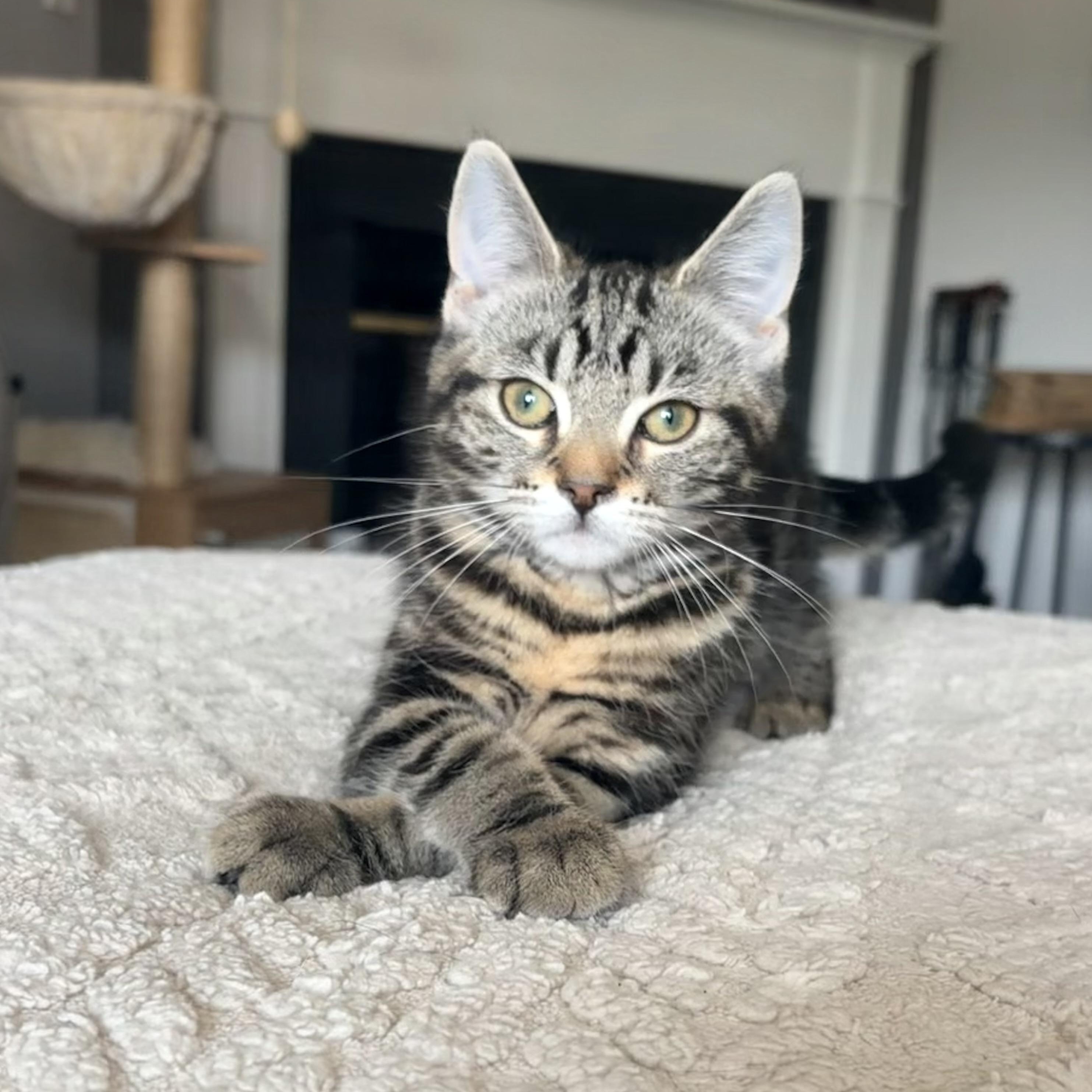 Florence, a ADOPTABLE Domestic Short Hair in Alexandria, VA image 2/6