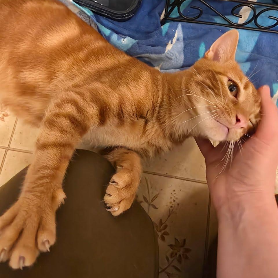 Enlarge Tommy, a ADOPTABLE Tabby in Oswego, NY image 2/5