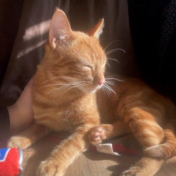 Enlarge Tommy, a ADOPTABLE Tabby in Oswego, NY image 3/5