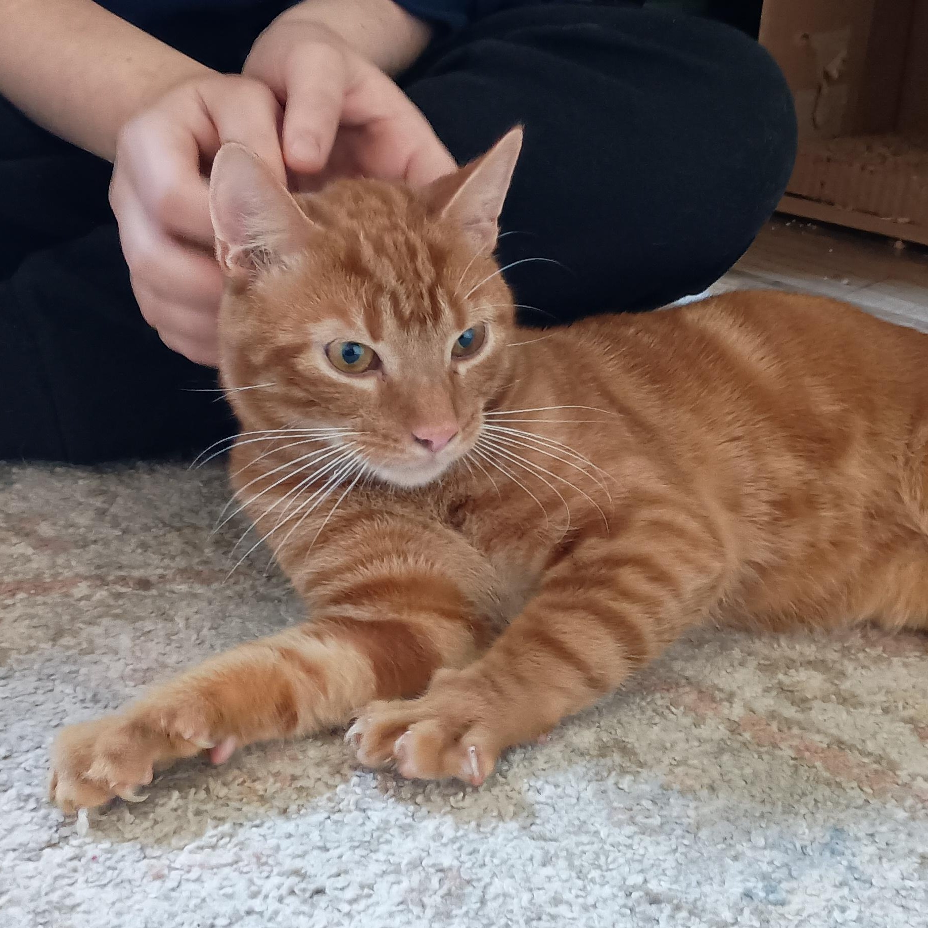 Enlarge Tommy, a ADOPTABLE Tabby in Oswego, NY image 5/5