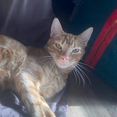 Enlarge Tommy, a ADOPTABLE Tabby in Oswego, NY image 4/5