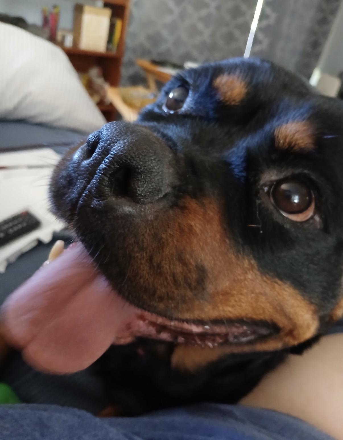 Courtesy Post - Rosie the Rott, a ADOPTABLE Rottweiler in Willits , CA image 1/5