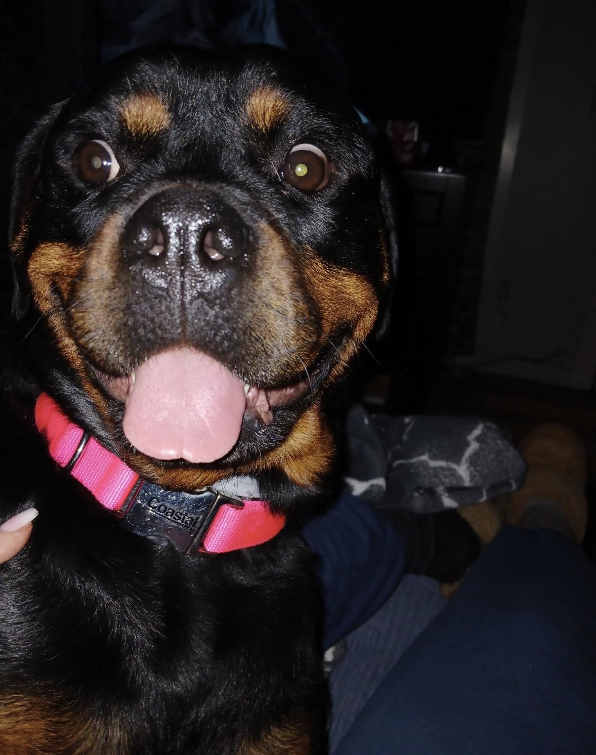 Courtesy Post - Rosie the Rott, a ADOPTABLE Rottweiler in Willits , CA image 2/5